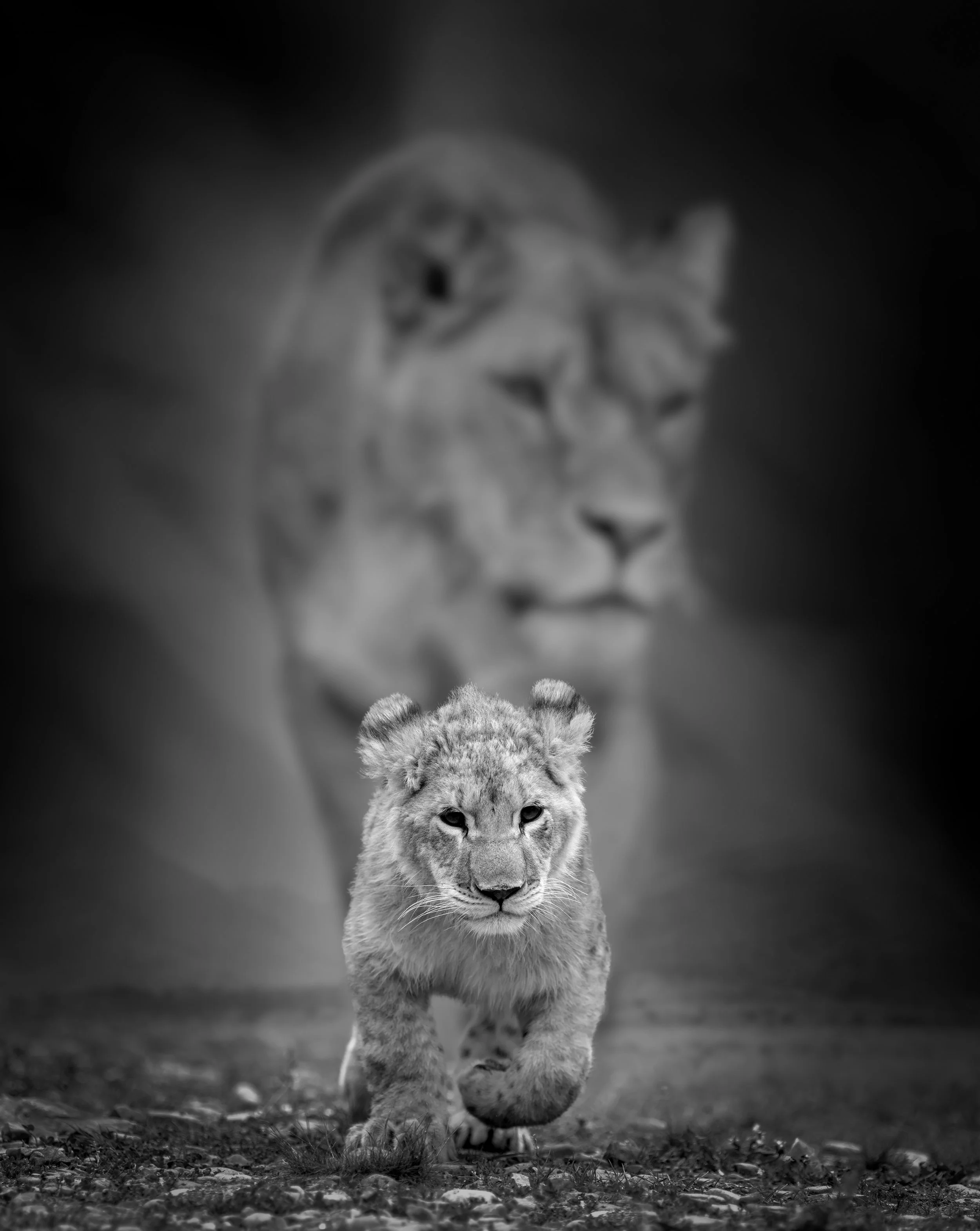 This is Not Our Home