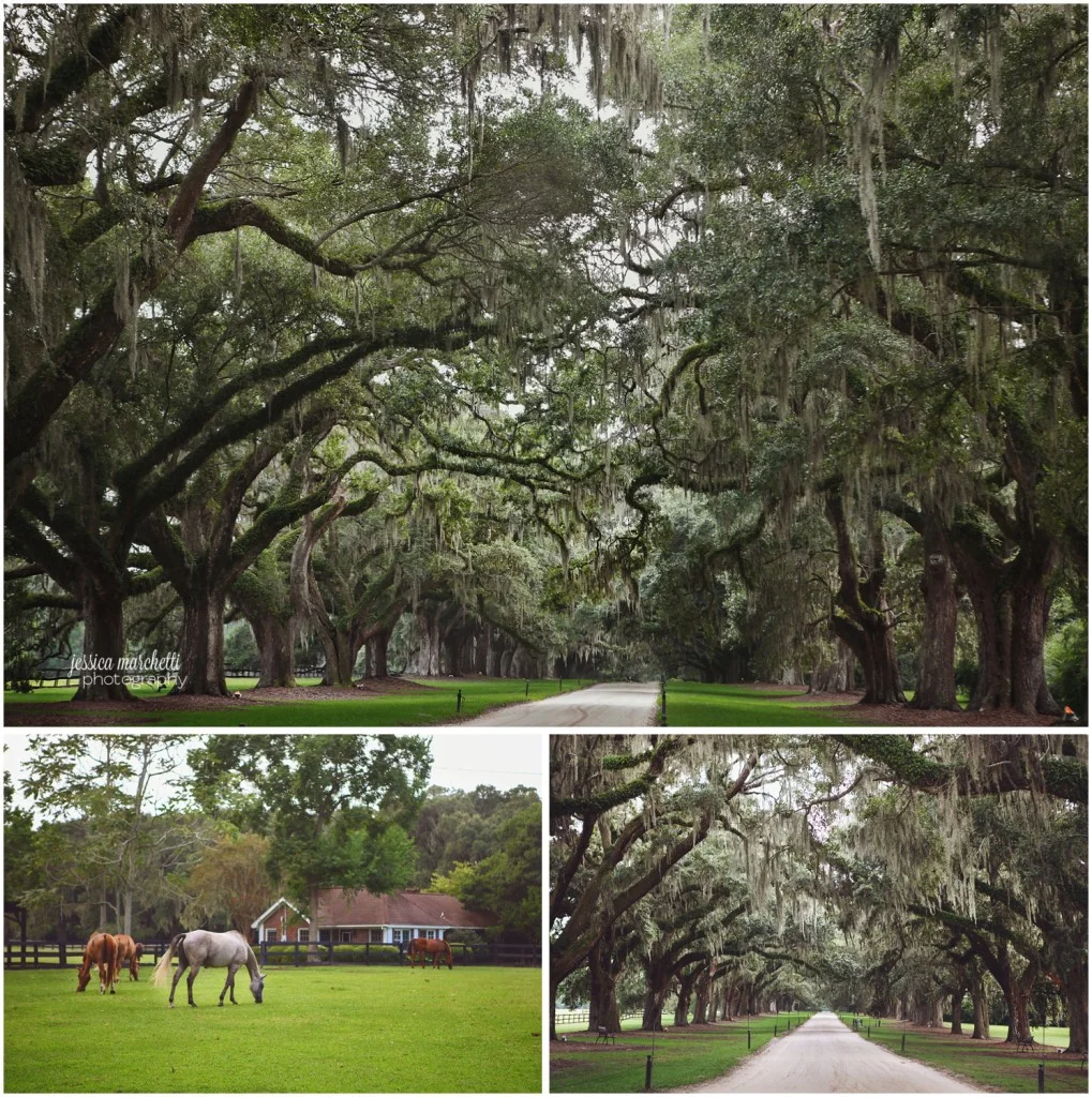Charleston South Carolina Images_28