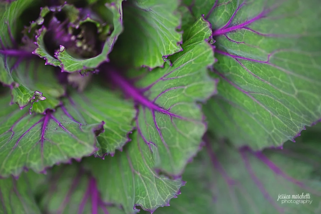 Macro Plant Photography_0004