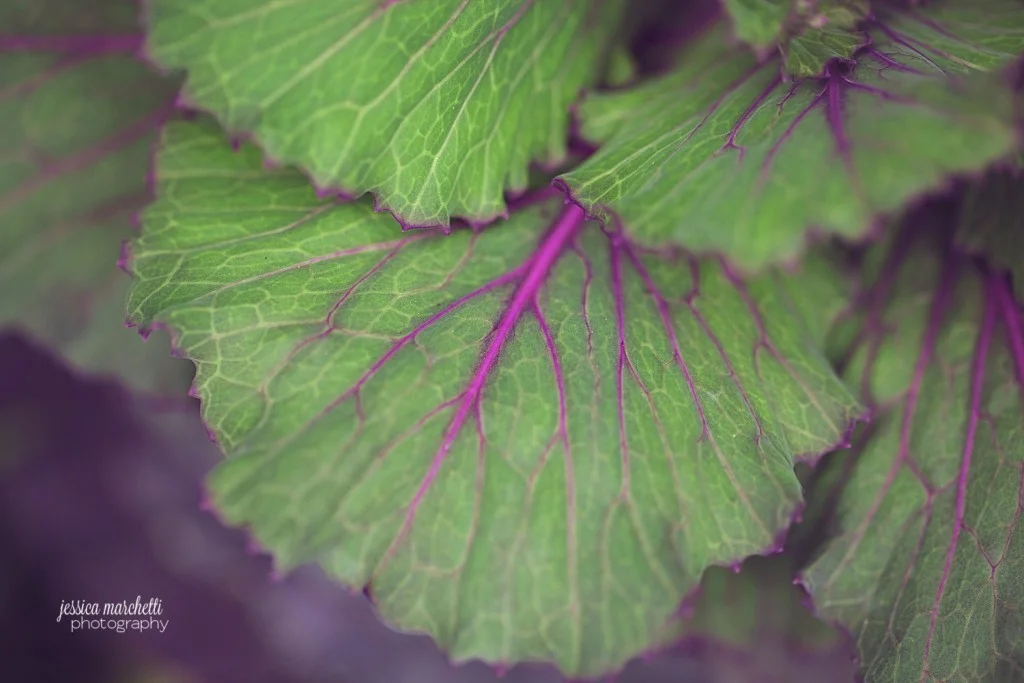 Macro Plant Photography_0005