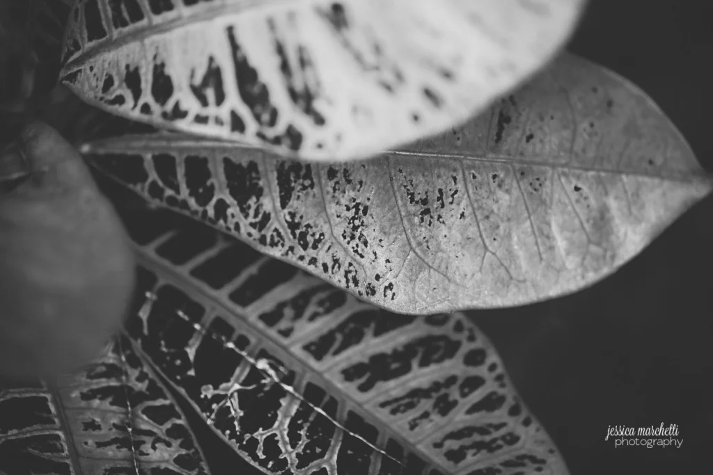 Macro Plant Photography_0008
