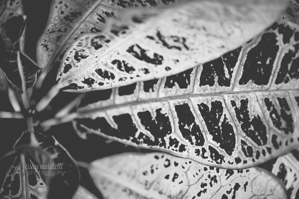 Macro Plant Photography_0011