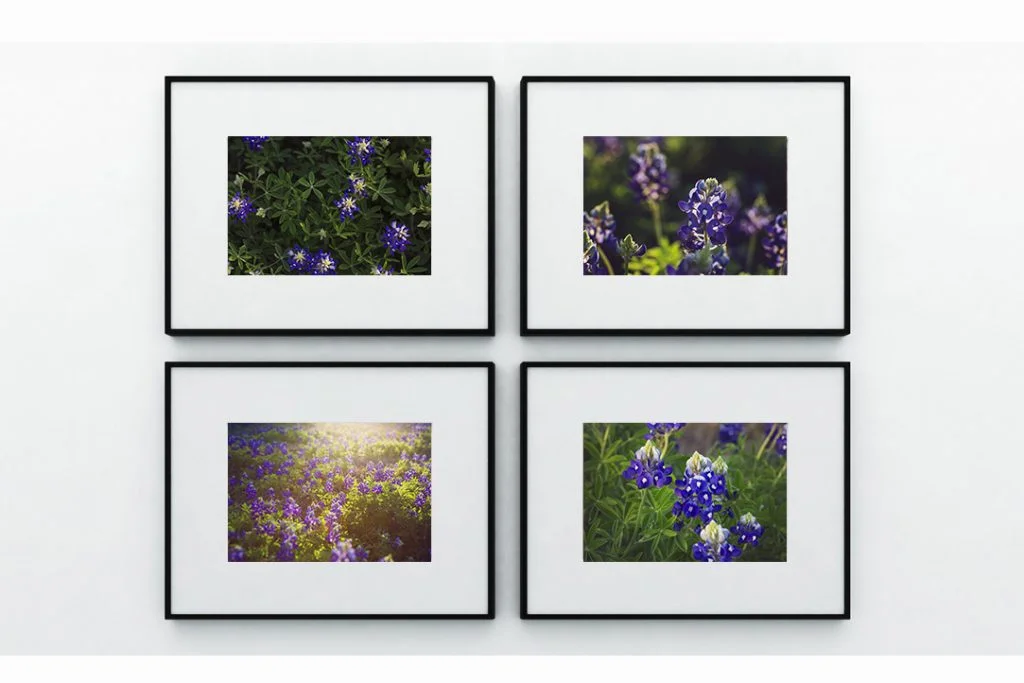 Jessica Marchetti Texas Bluebonnet Photography Wall Art