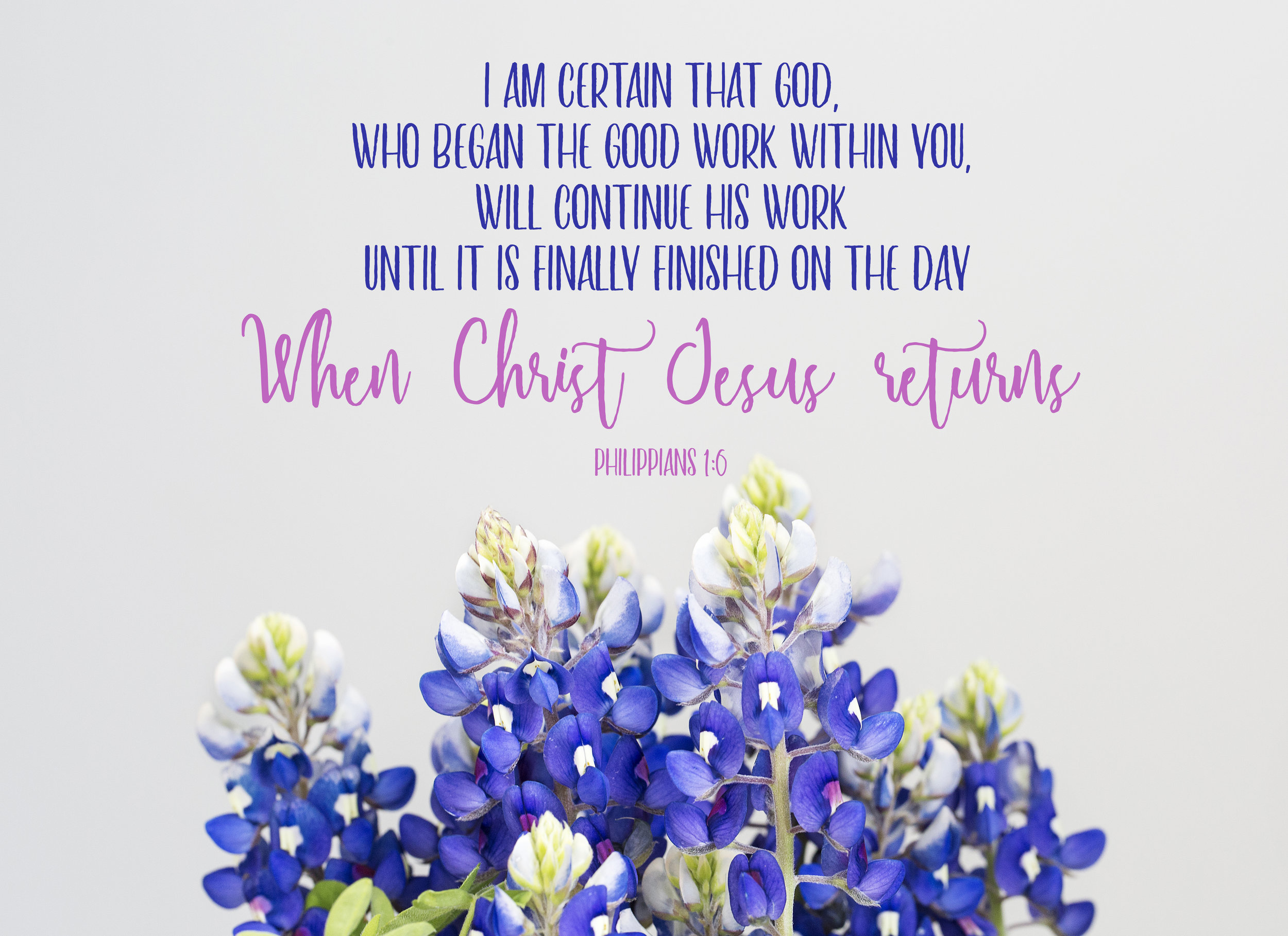 Philippians Bluebonnets Note Cards
