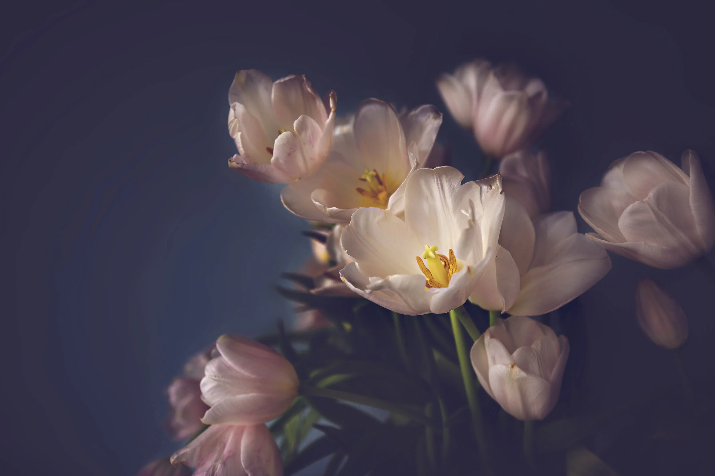 P86A6316 alt.jpg