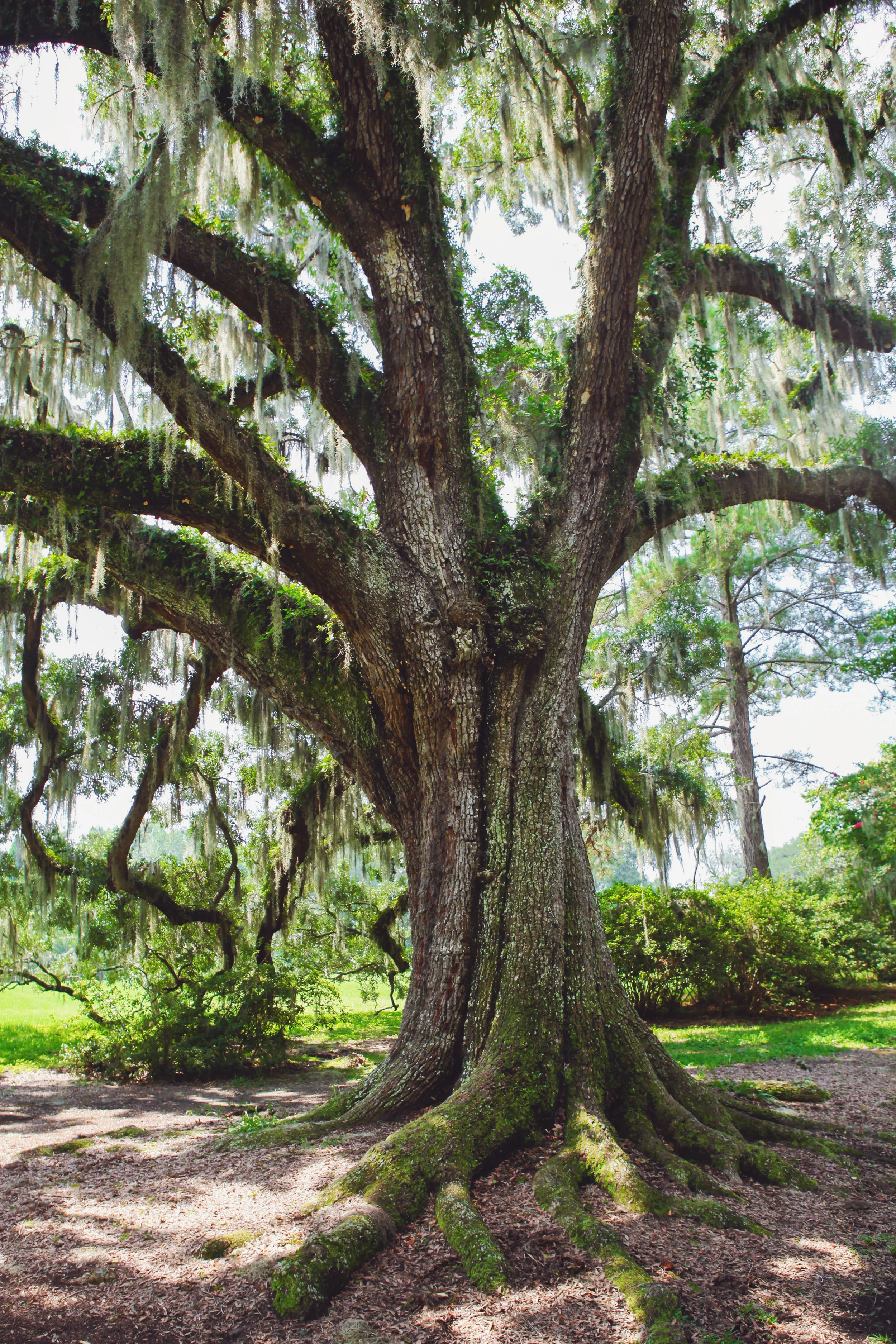 Twisted Tree