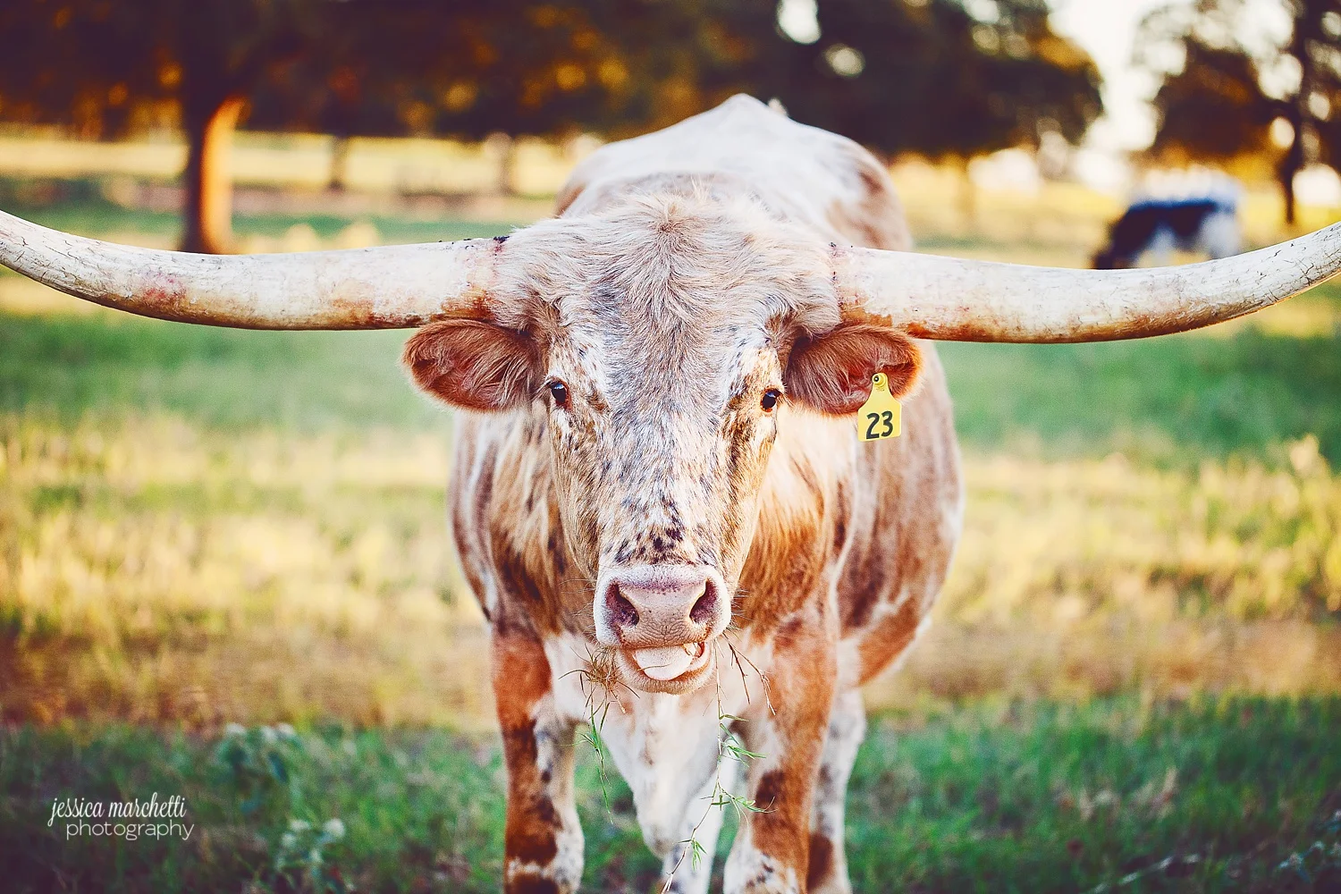 Texas Longhorns 12.jpg