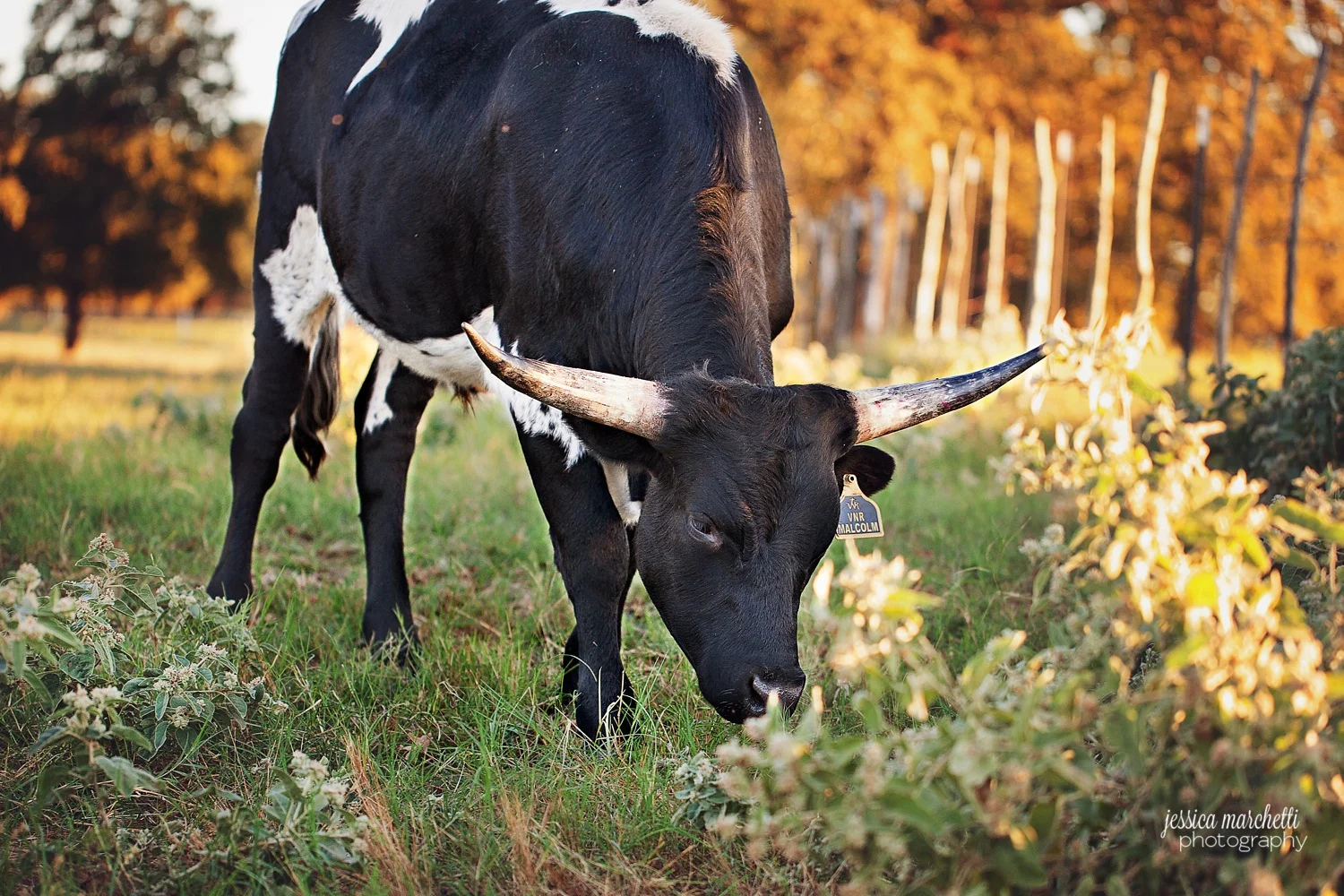 Texas Longhorns 3.jpg