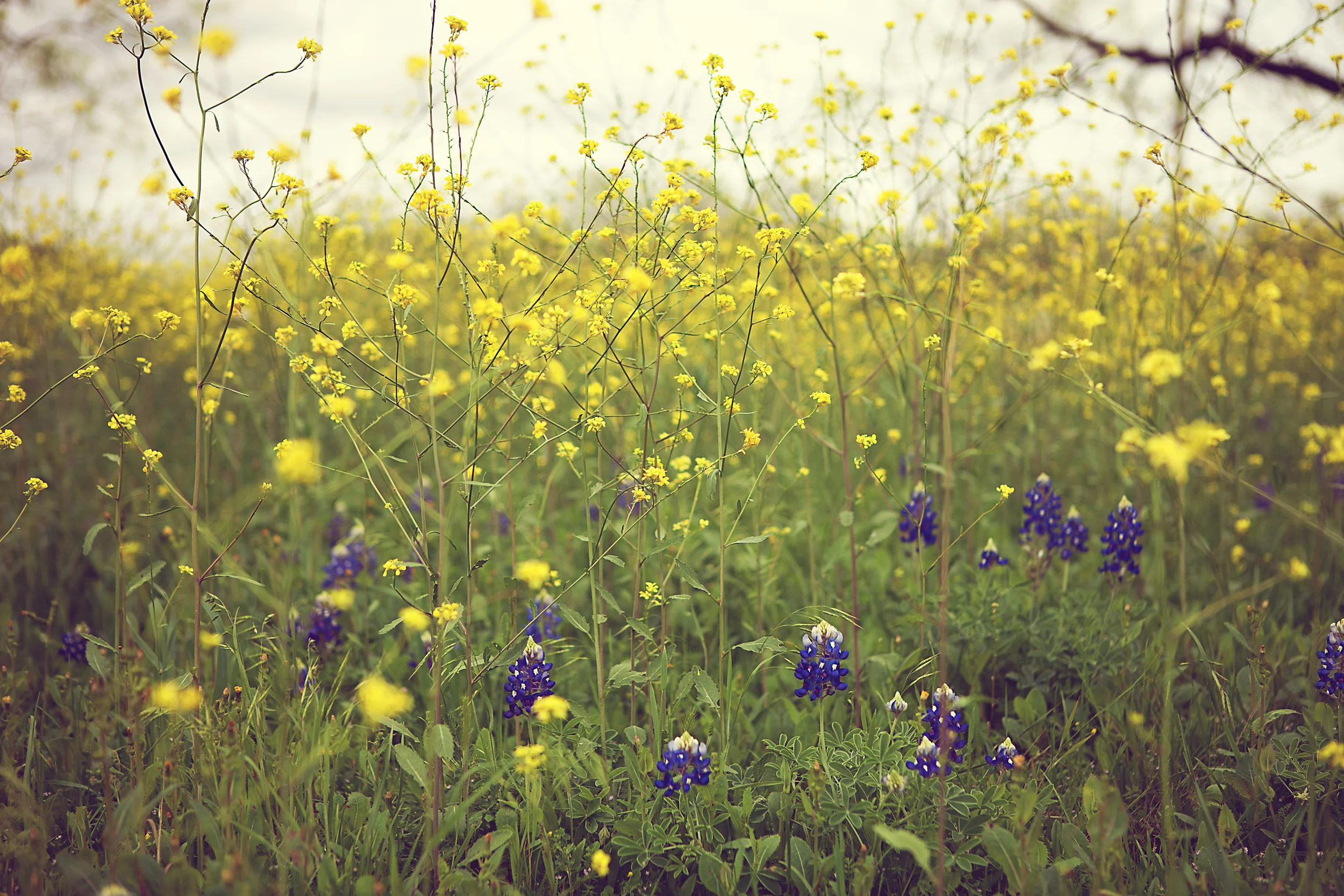 Bluebonnets 2012-72.jpg