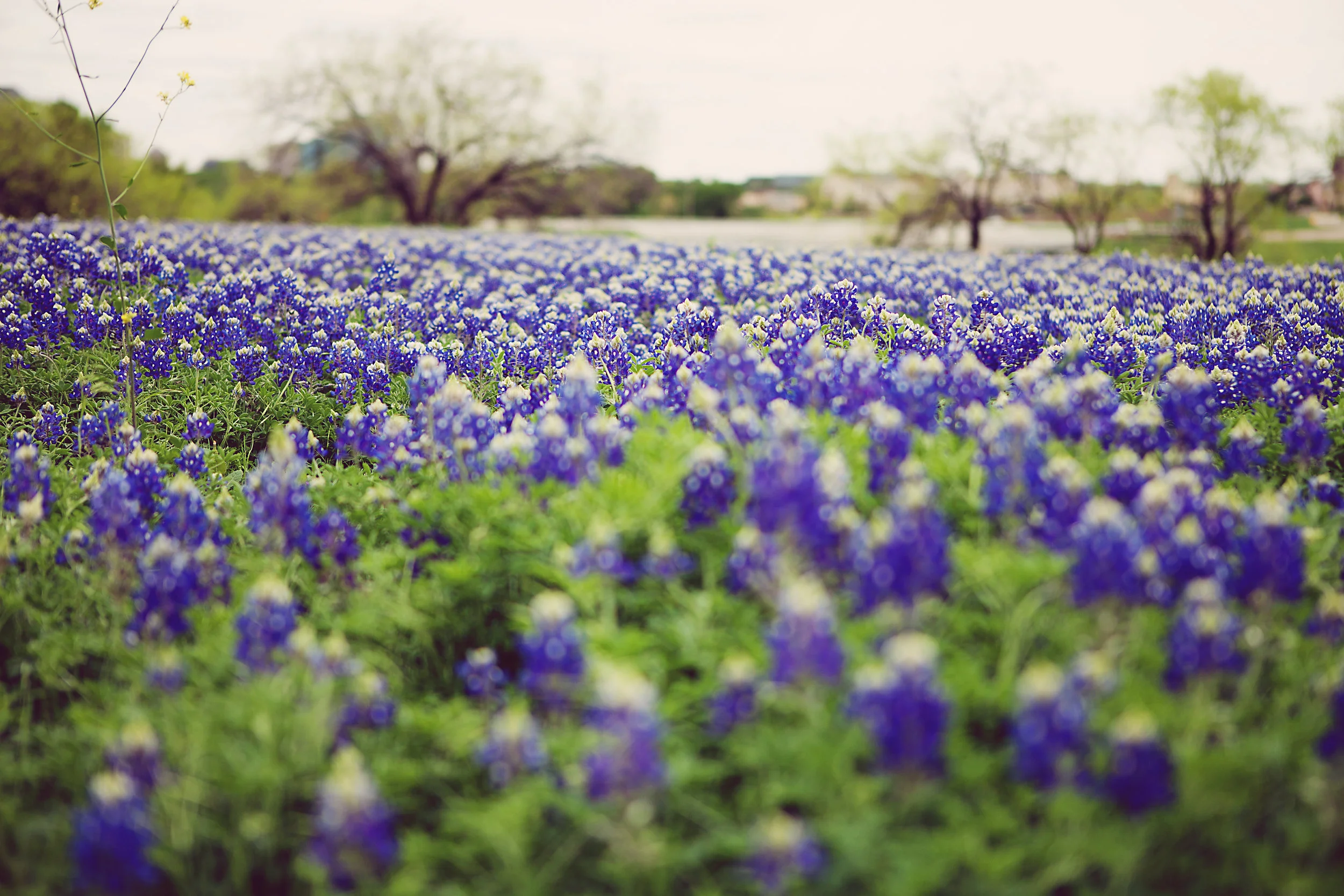 Bluebonnets 2012-68.jpg