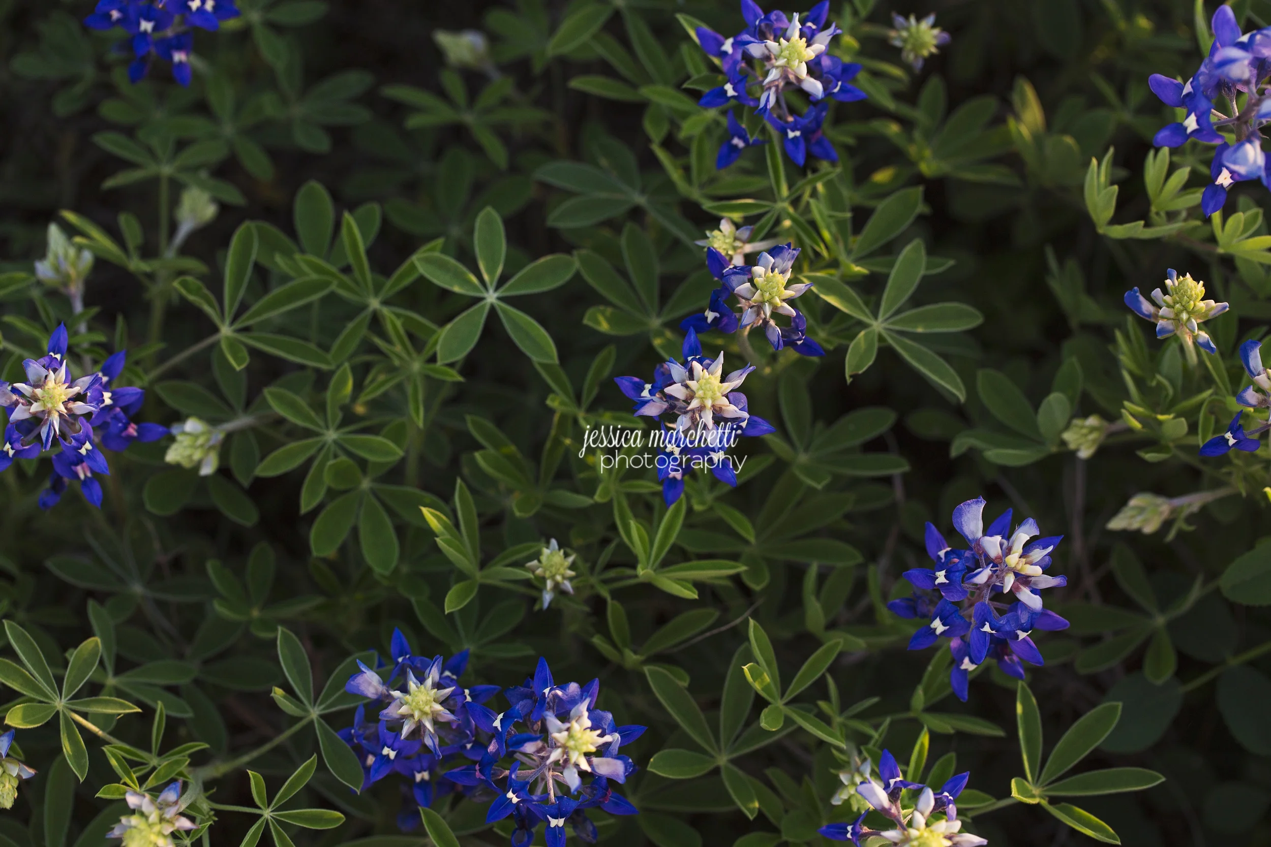 Texas Bluebonnet Wall ARt_0006.jpg