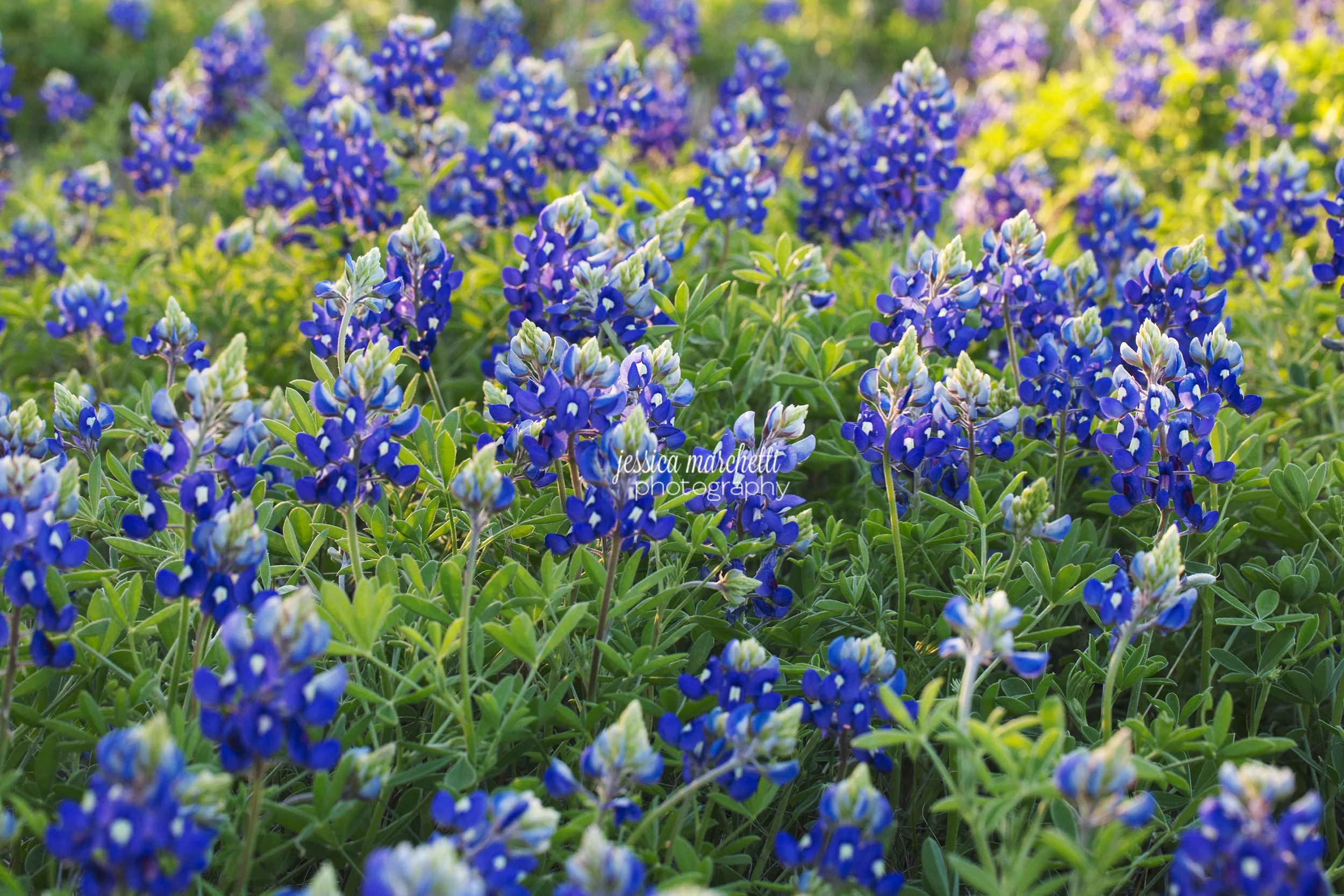 Texas Bluebonnet Wall ARt_0010.jpg