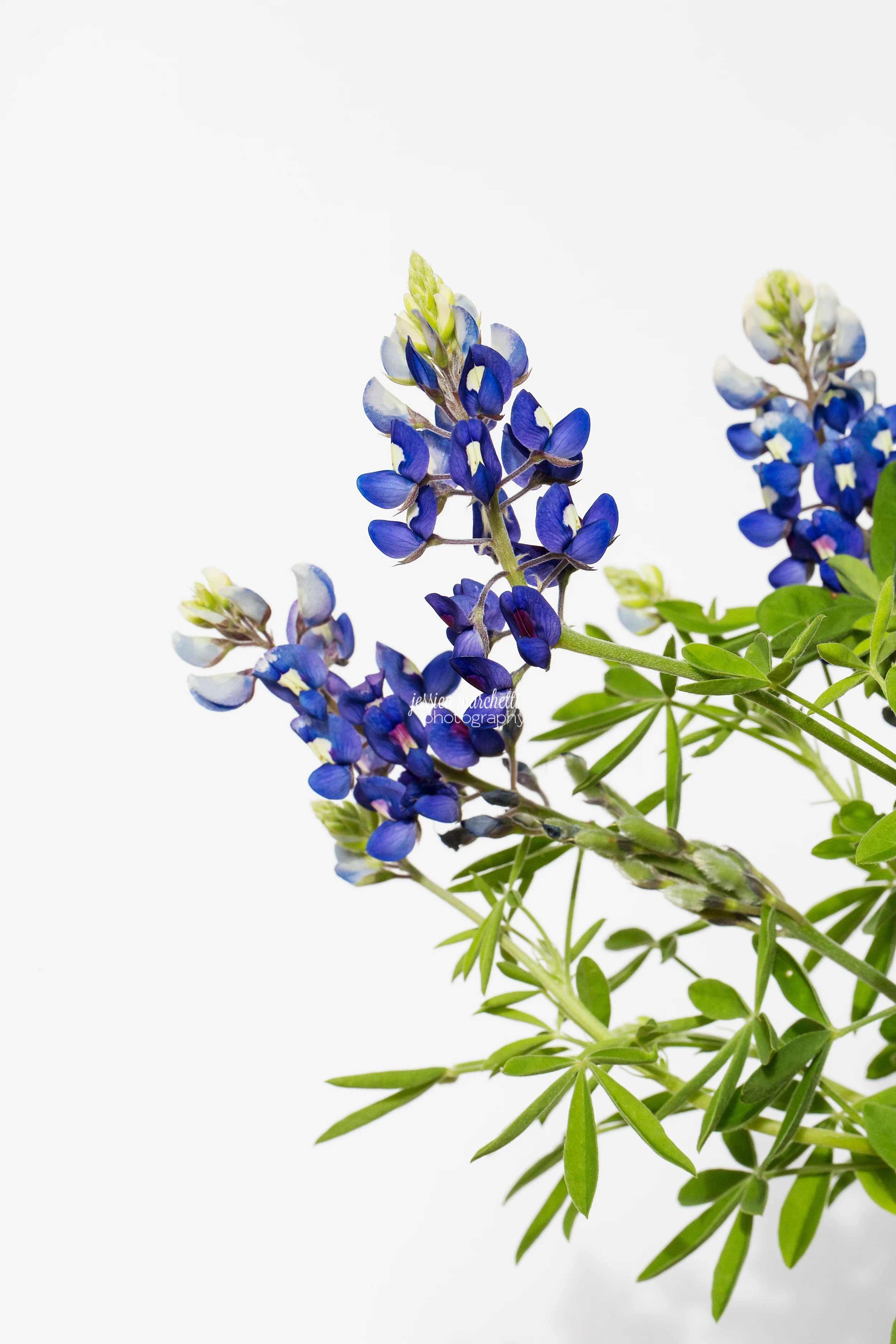 Texas Bluebonnet Wall ARt_0012.jpg