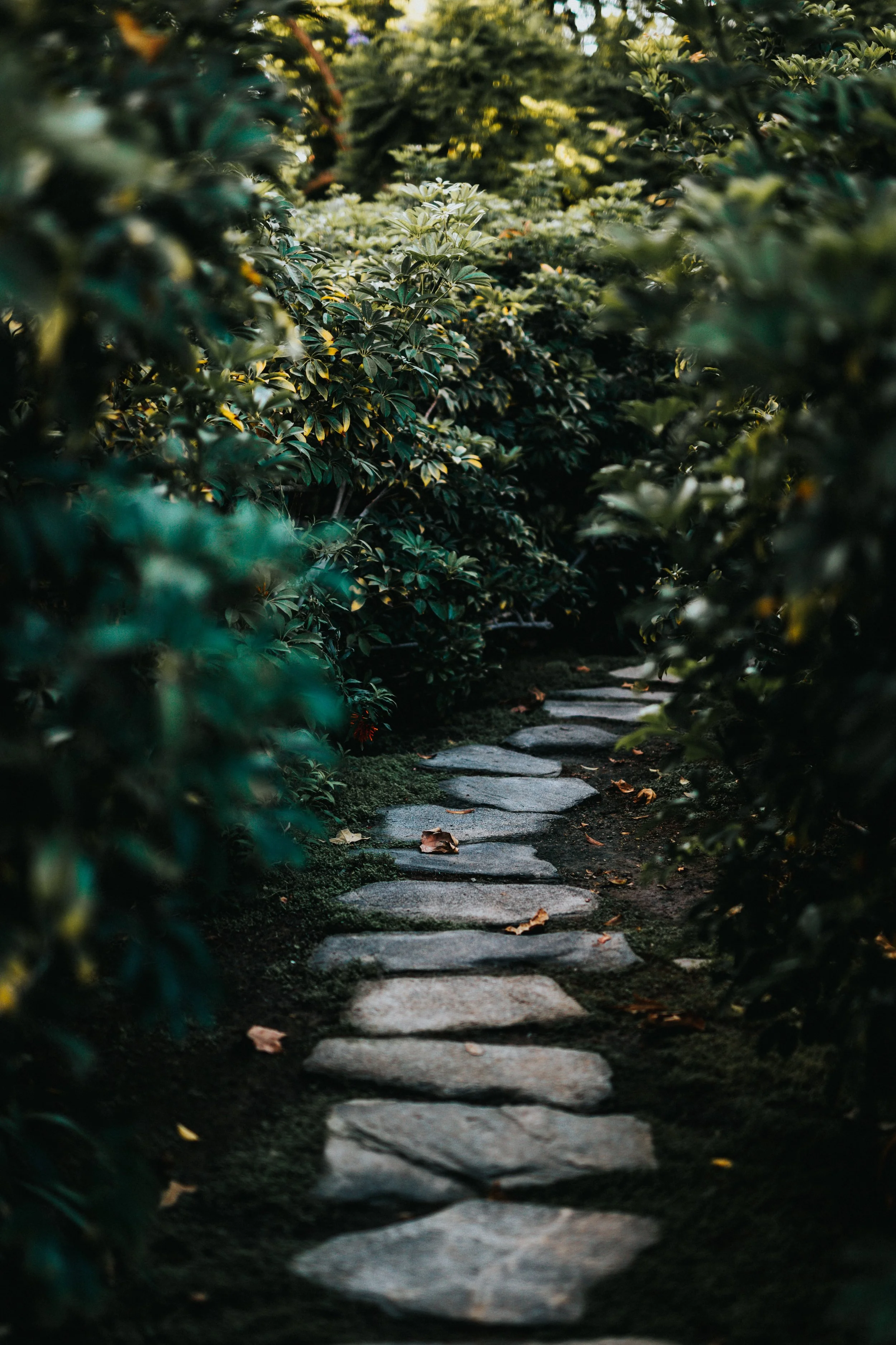 nathan-dumlao-E7ebHOgFDgM-unsplash.jpg
