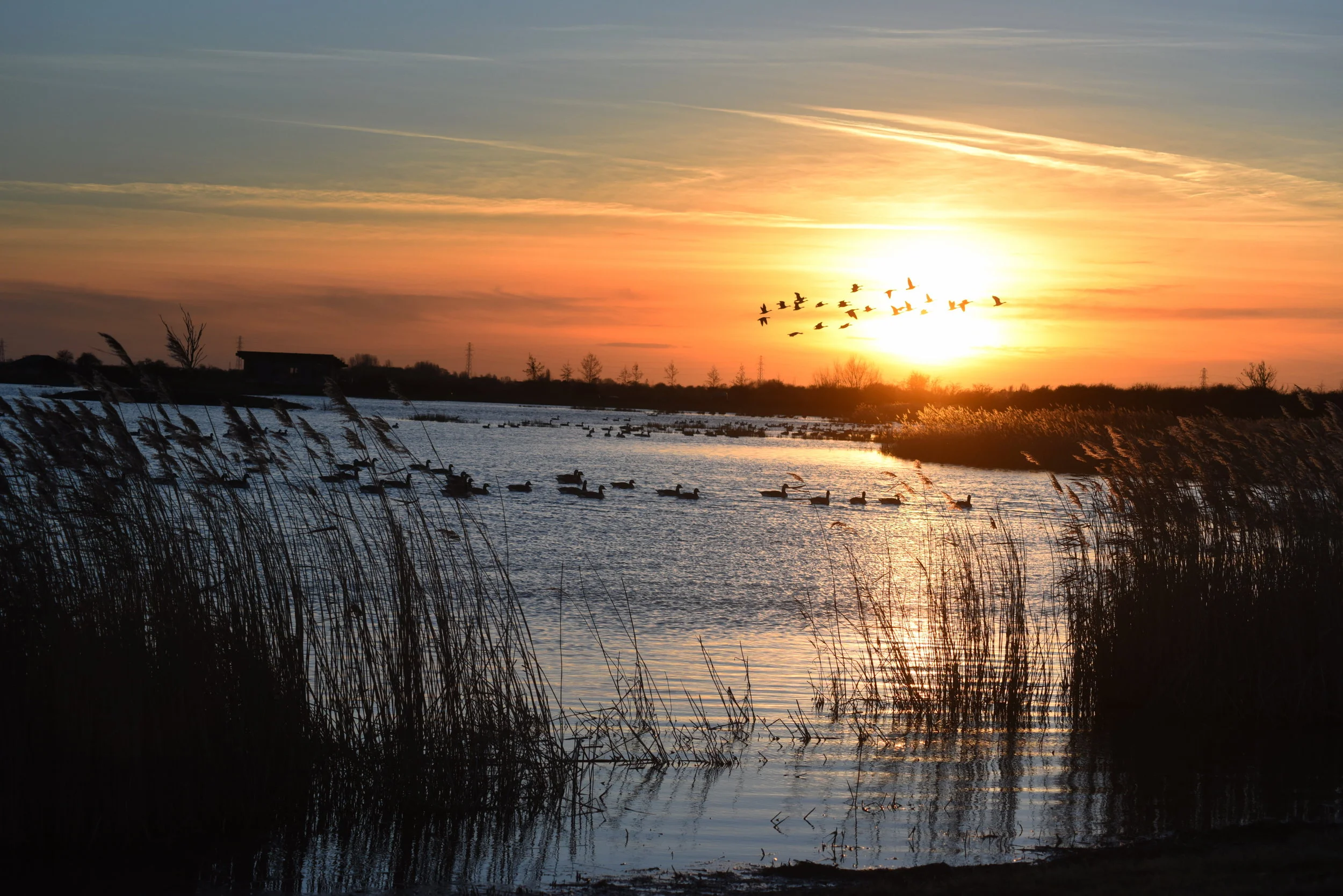 Frampton RSPB