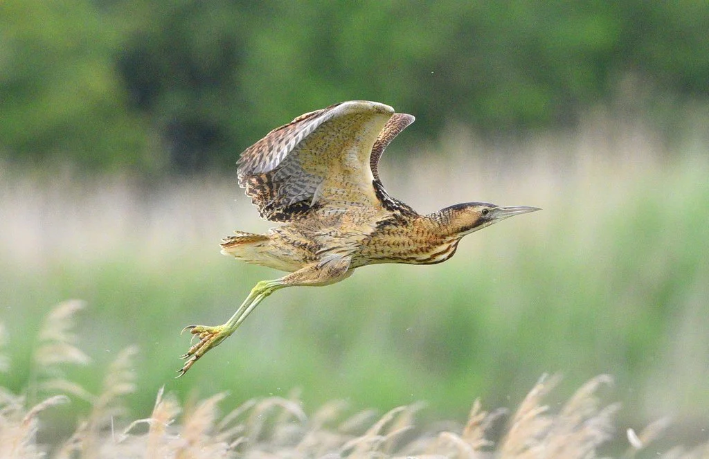 Far Ings Nature Reserve