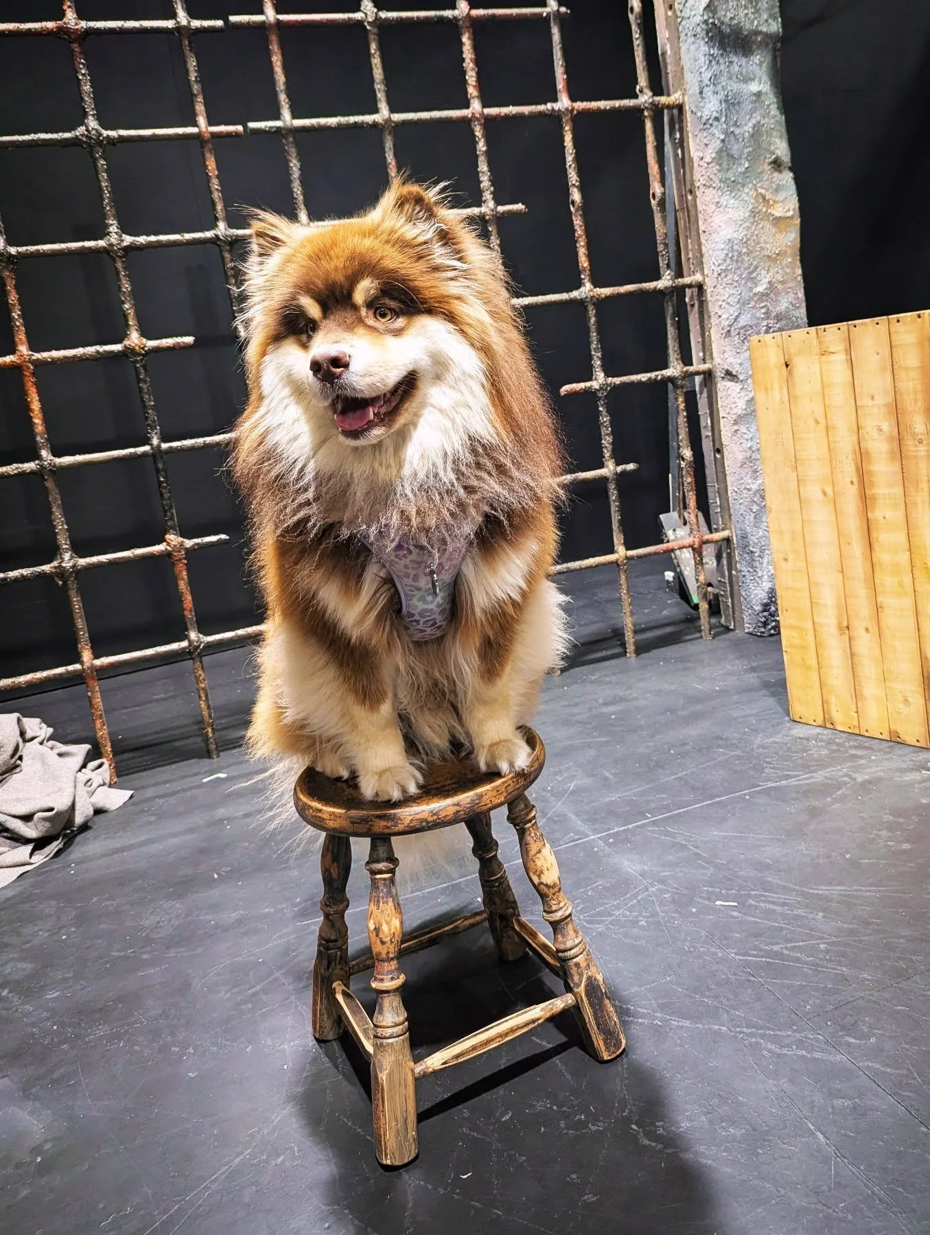 Back at @theatrenewbrunswick with our favourite lighting assistant - @mister.tormund.goodboi seen perching here on @andreacevans excellent set 

So excited to be here working on Heroine - a show that almost made it to the stage but ultimately got can