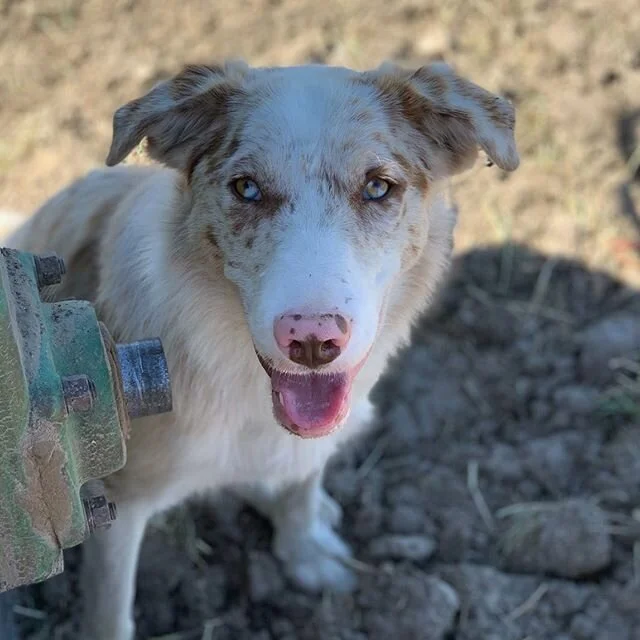 It&rsquo;s #takeyourdogtoworkday...which is almost every day at TCC.
.
They&rsquo;re a part of our family and help us do the work of a few men on horseback when gathering.
.
We couldn&rsquo;t do what we do without our whole crazy herd of dogs.
.
Pict