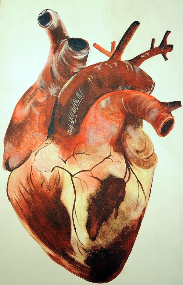 Heart