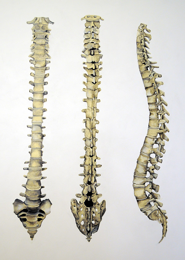 Spine