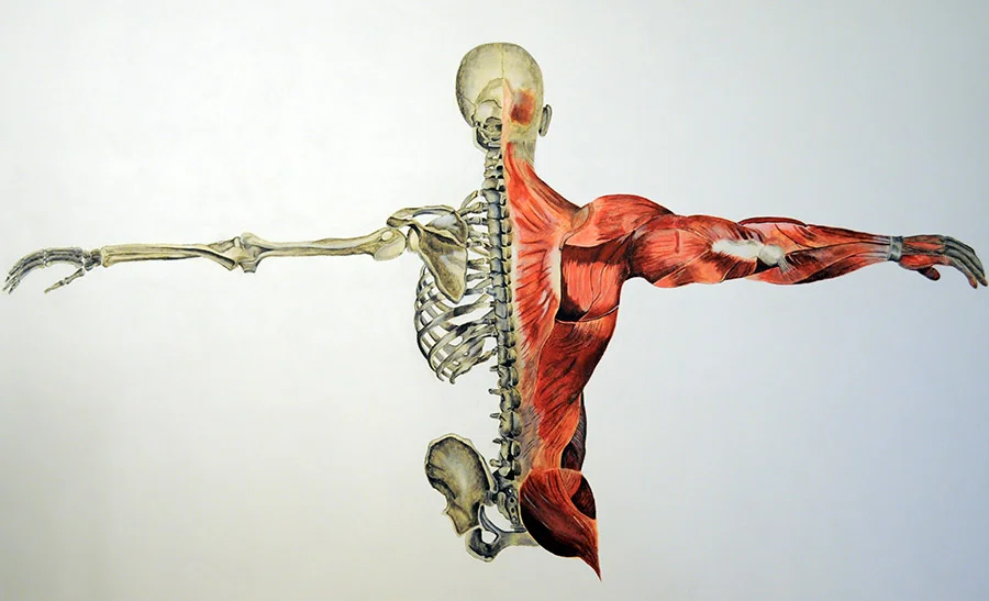Back Skeleton & Musculature.jpg