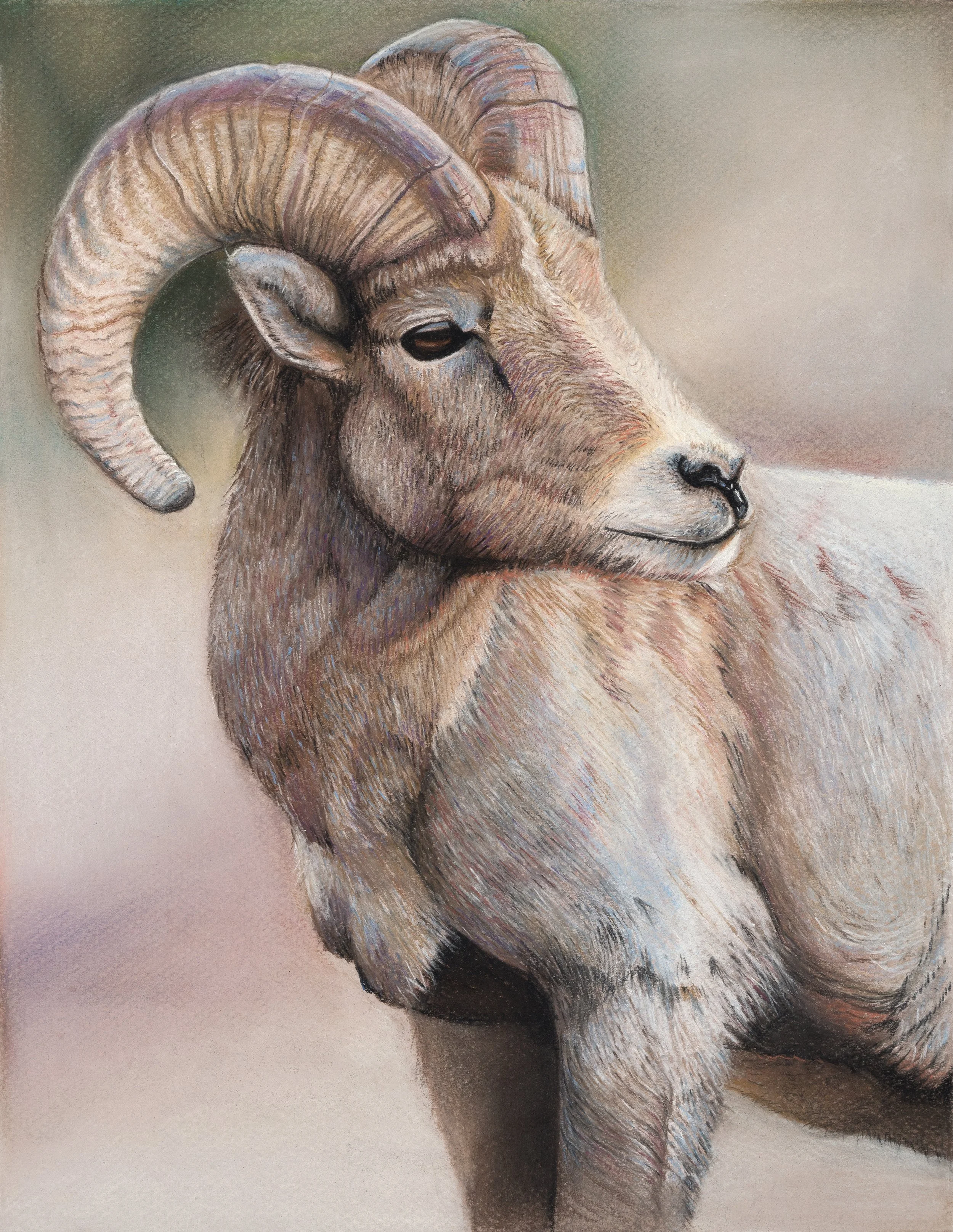 sheephorn_9.75x12.5_ep_coldpress_v3 copy.jpg