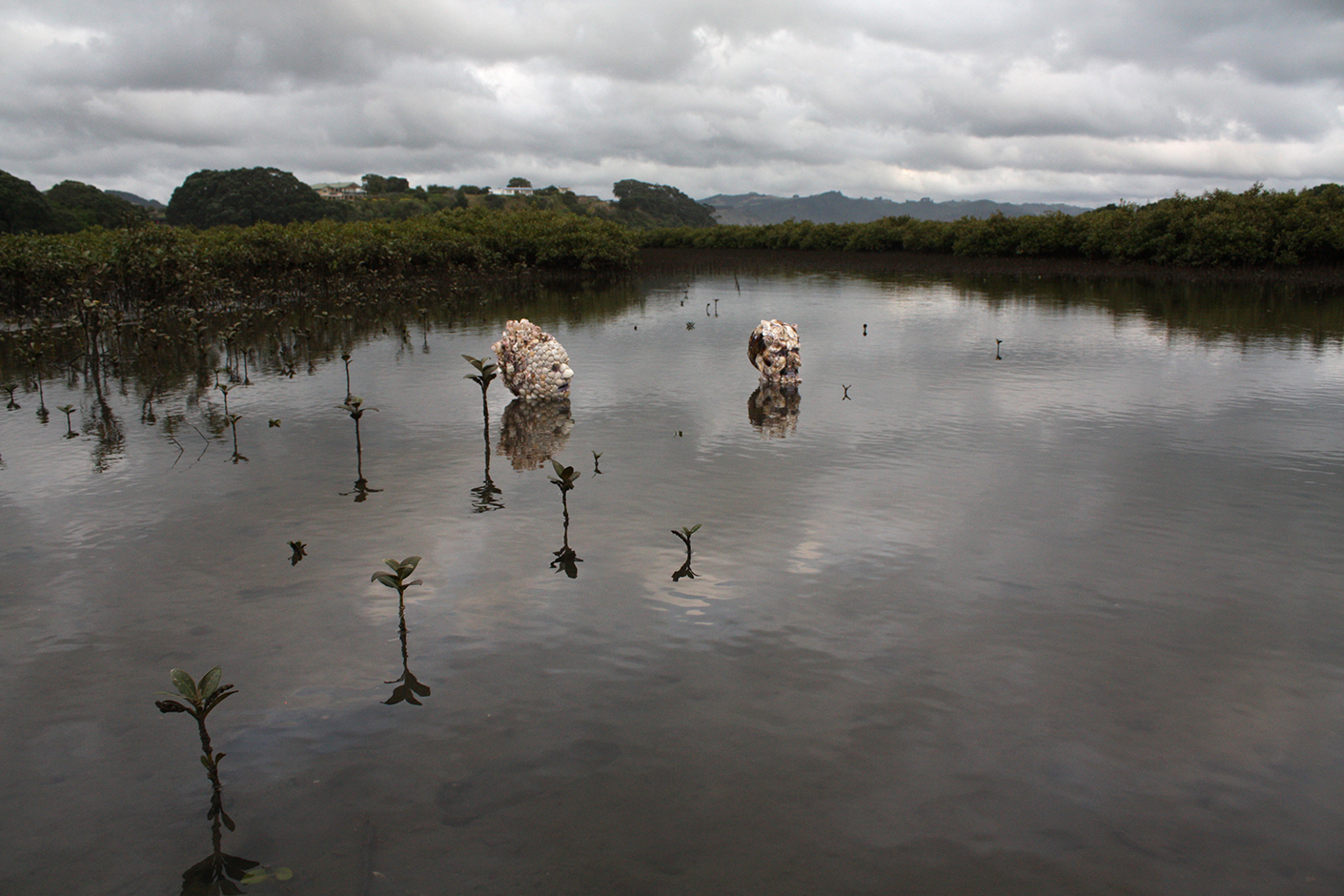  Denizens of the Deep -Anthenree, Waihi Beach 2010 Digital Print   