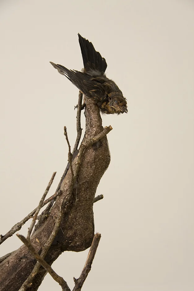 Brown Bird 2009 Polystyrene, wood, paint, wax, taxidermied birds