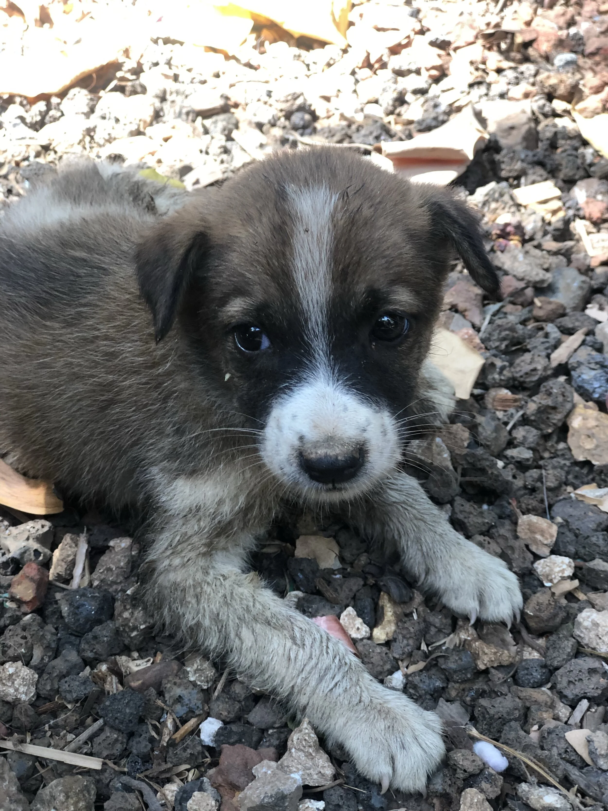 REAL TALK WITH DANIELLE - WE ARE SAFE IN GOA