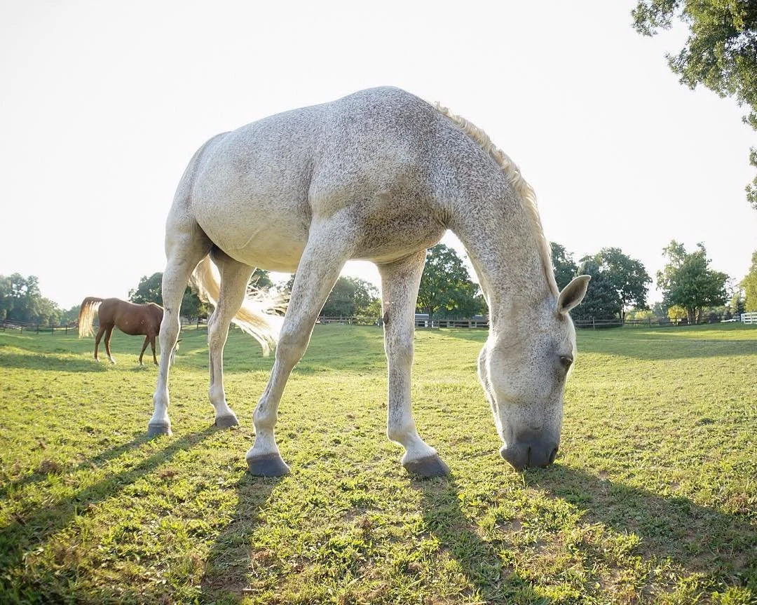 Horse Photo | Horse up close | Speckled Horse | Pinto | Paint horse | Horse pictures