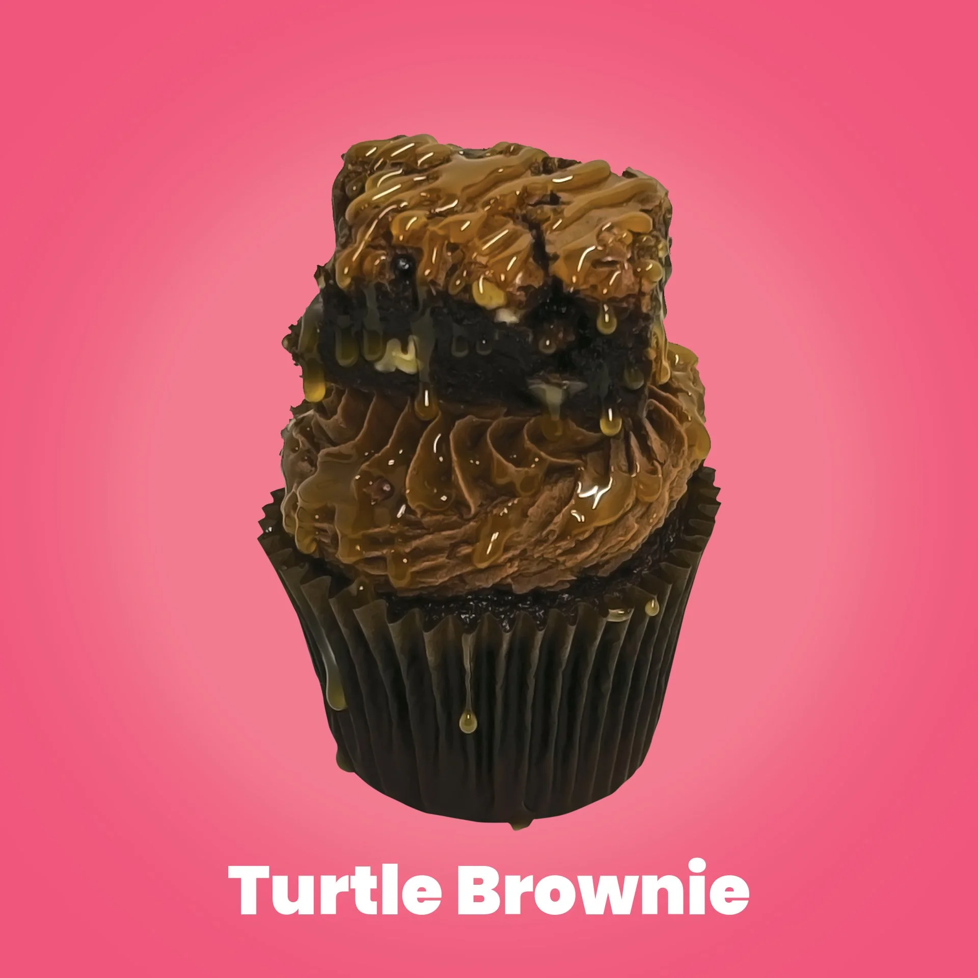 Turtle BrownieF9557B Background Color.jpg