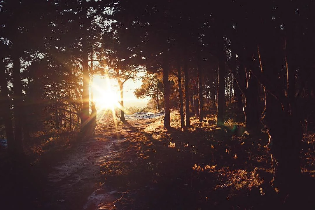 Ferne Clyffe State Park by Josh Sullivan