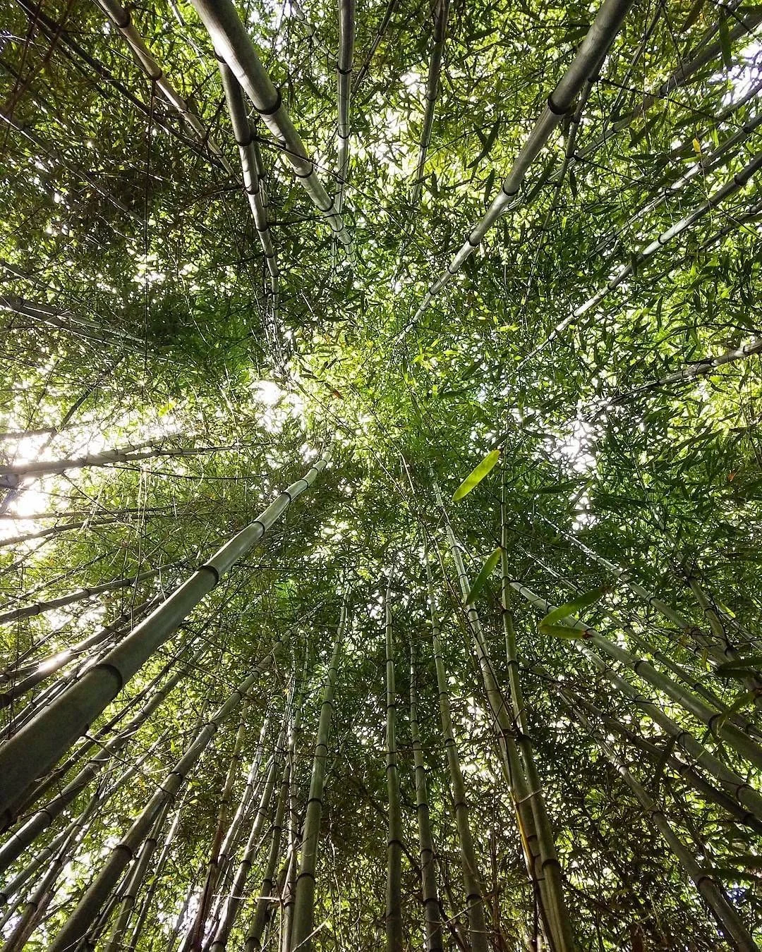 Marberry Arboretum by @cutthewire