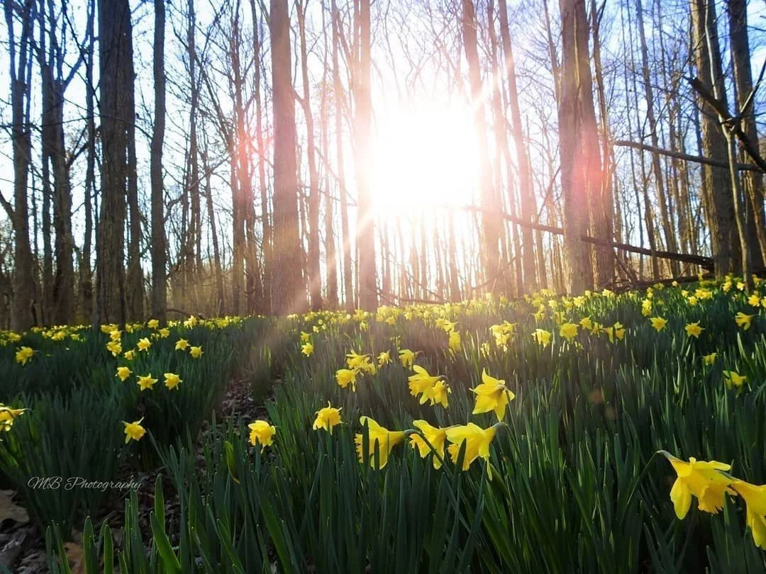 Shawnee National Forest by Monica Brescia