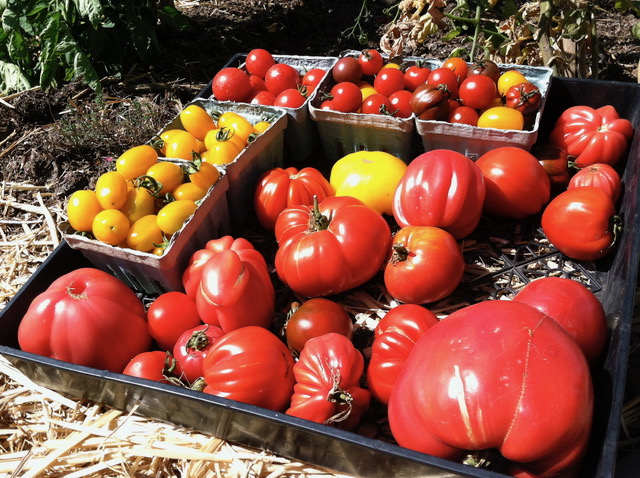 tomatoes.jpeg
