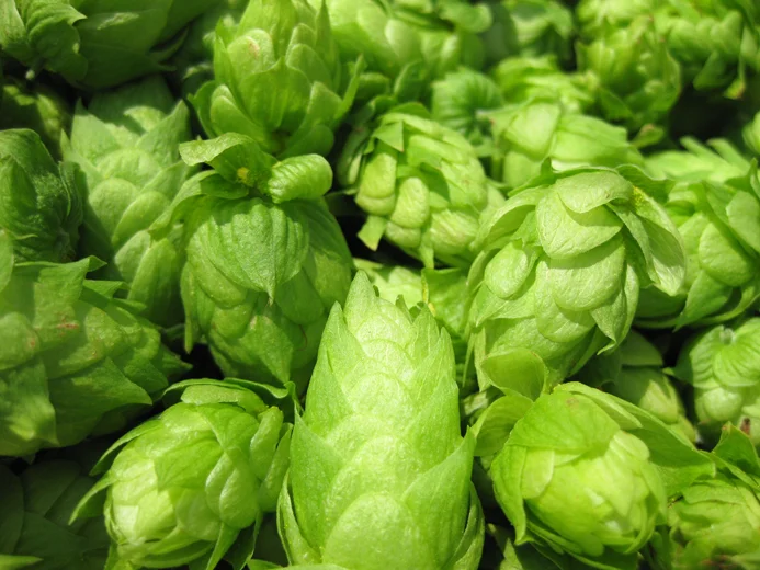 fresh hops.jpg