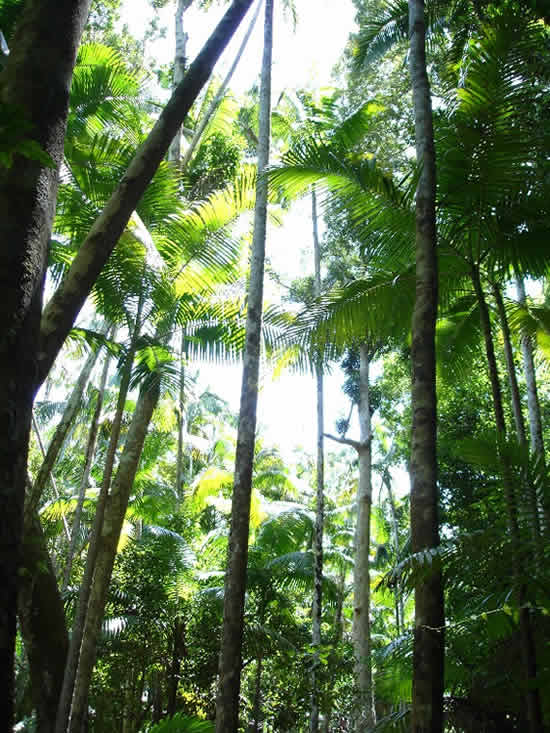  Fraser Island Rainforest 