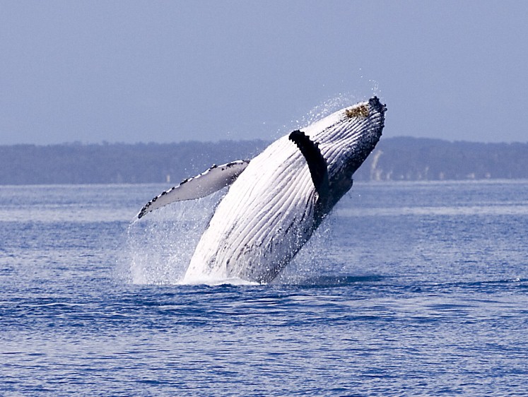  Whale in Hervey Bay 