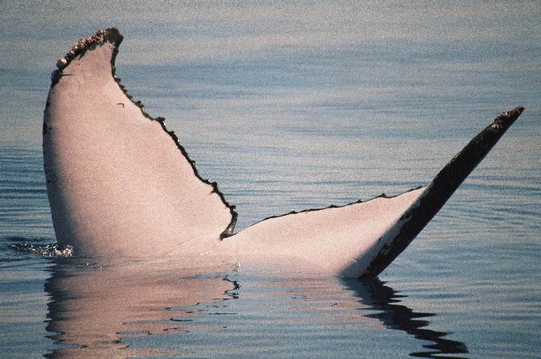  Whale Tail 