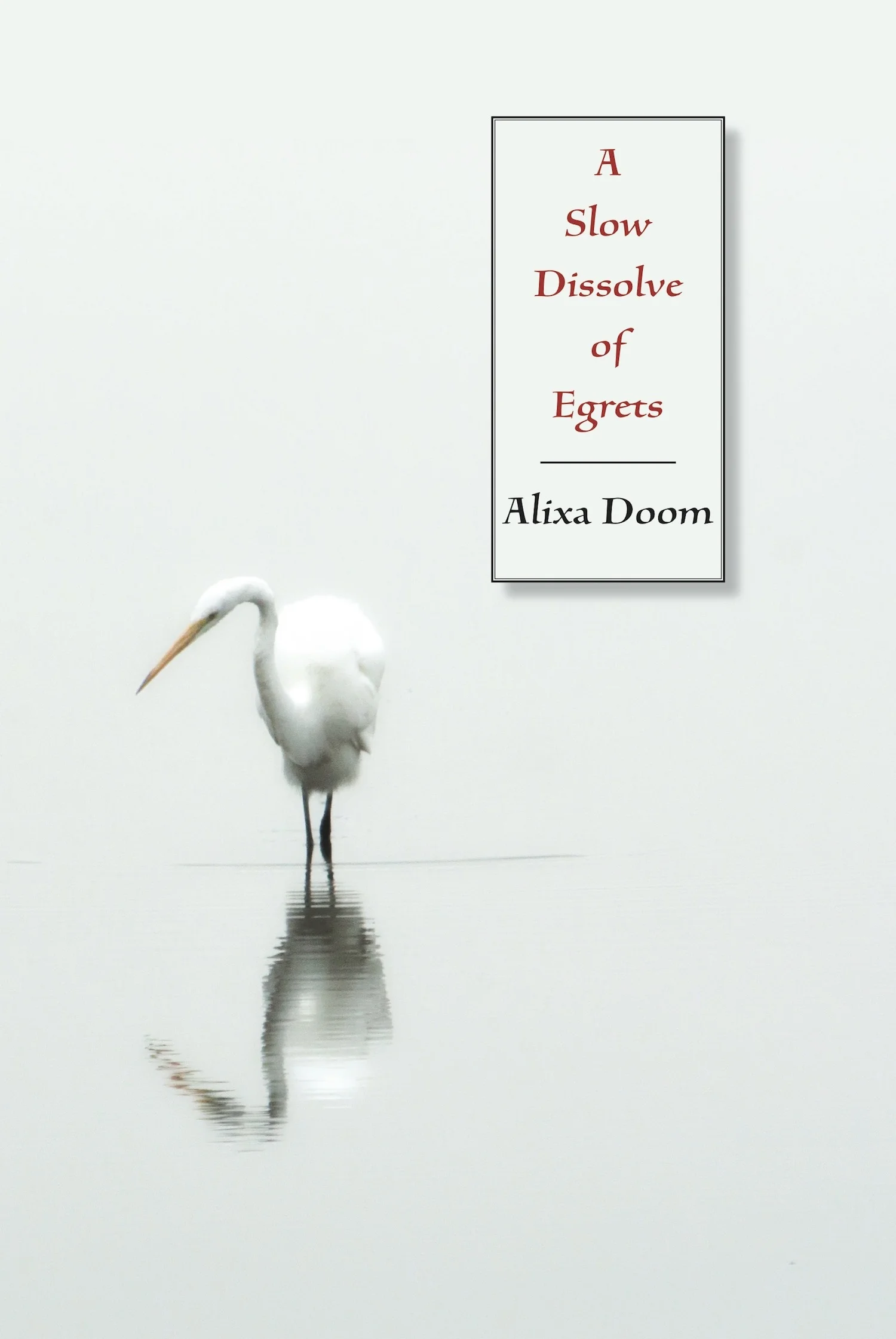 A Slow Dissolve Of Egrets