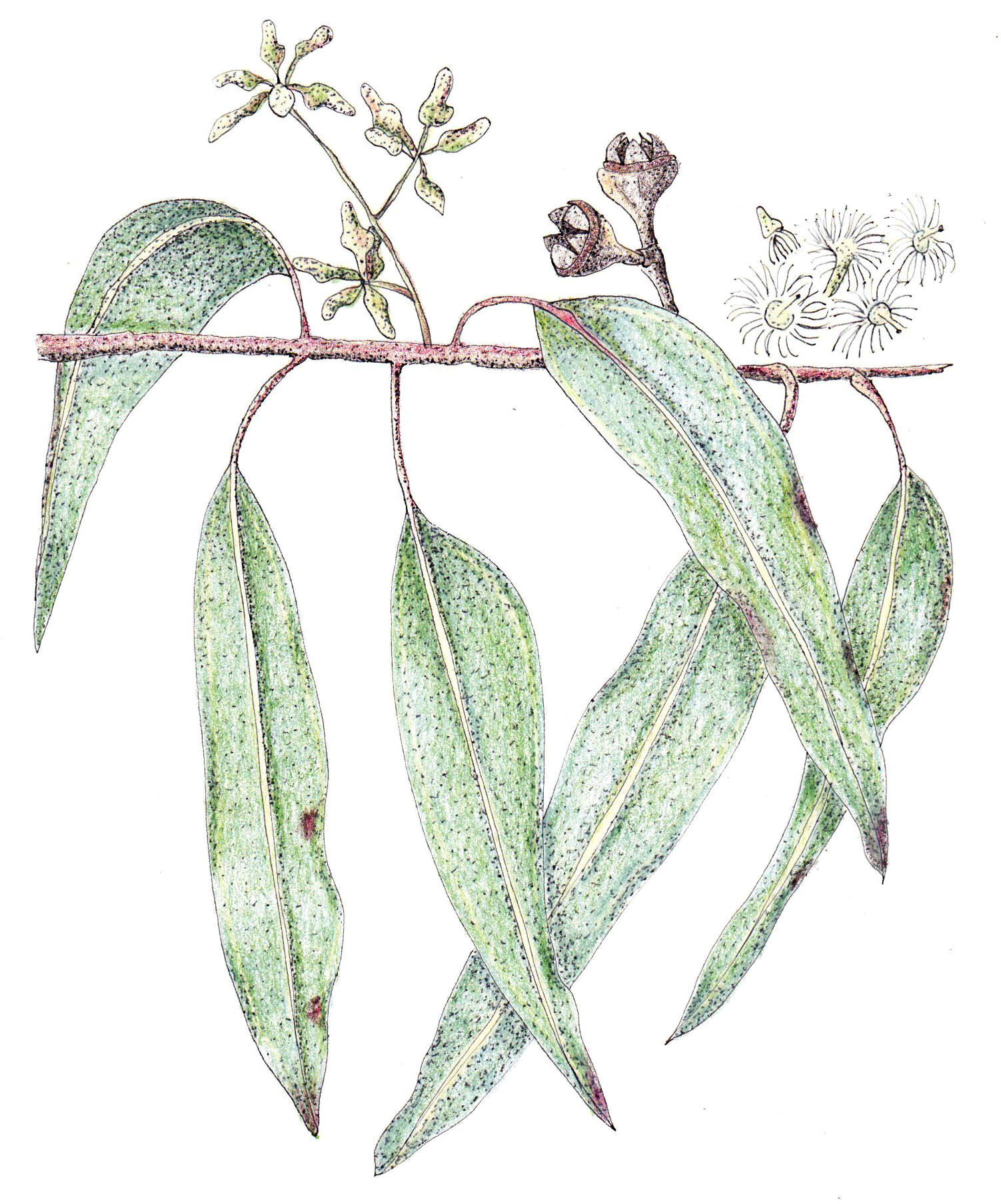 Eucalyptus teriticornis_edited.jpg