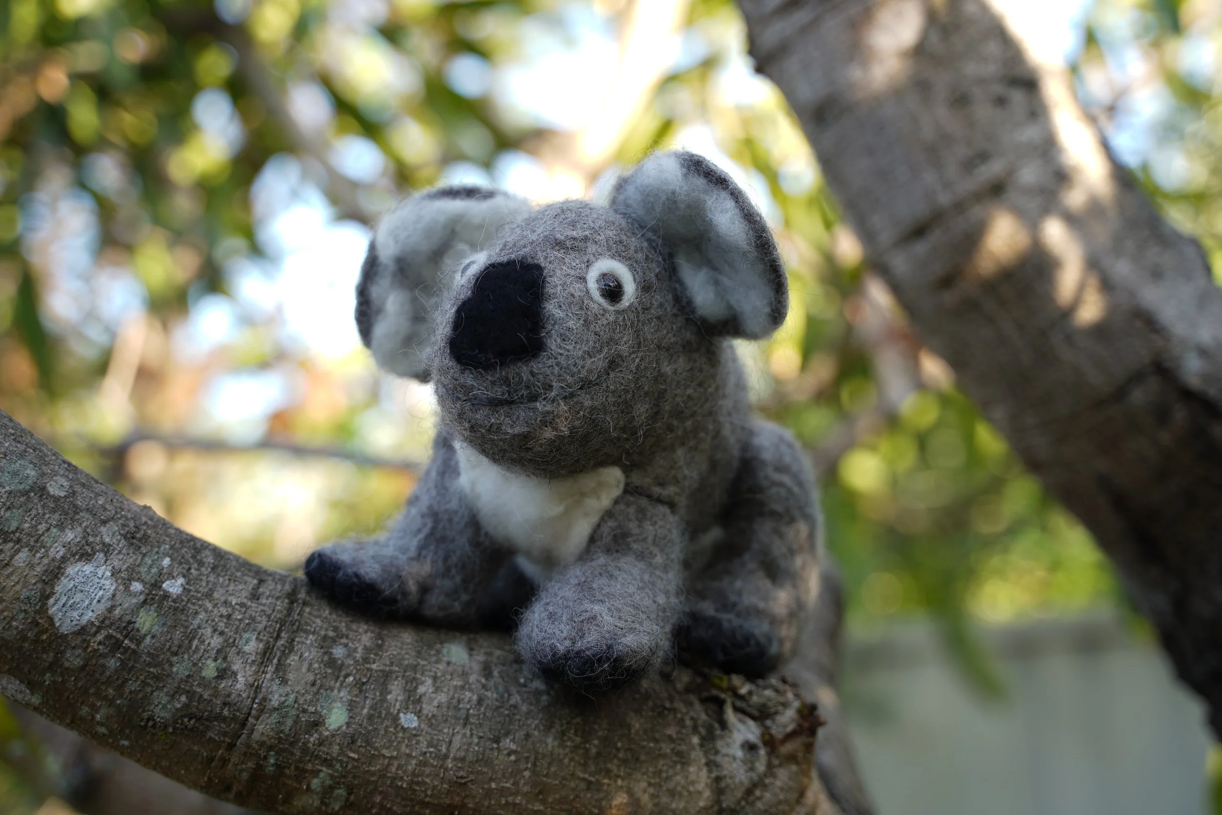 Koala