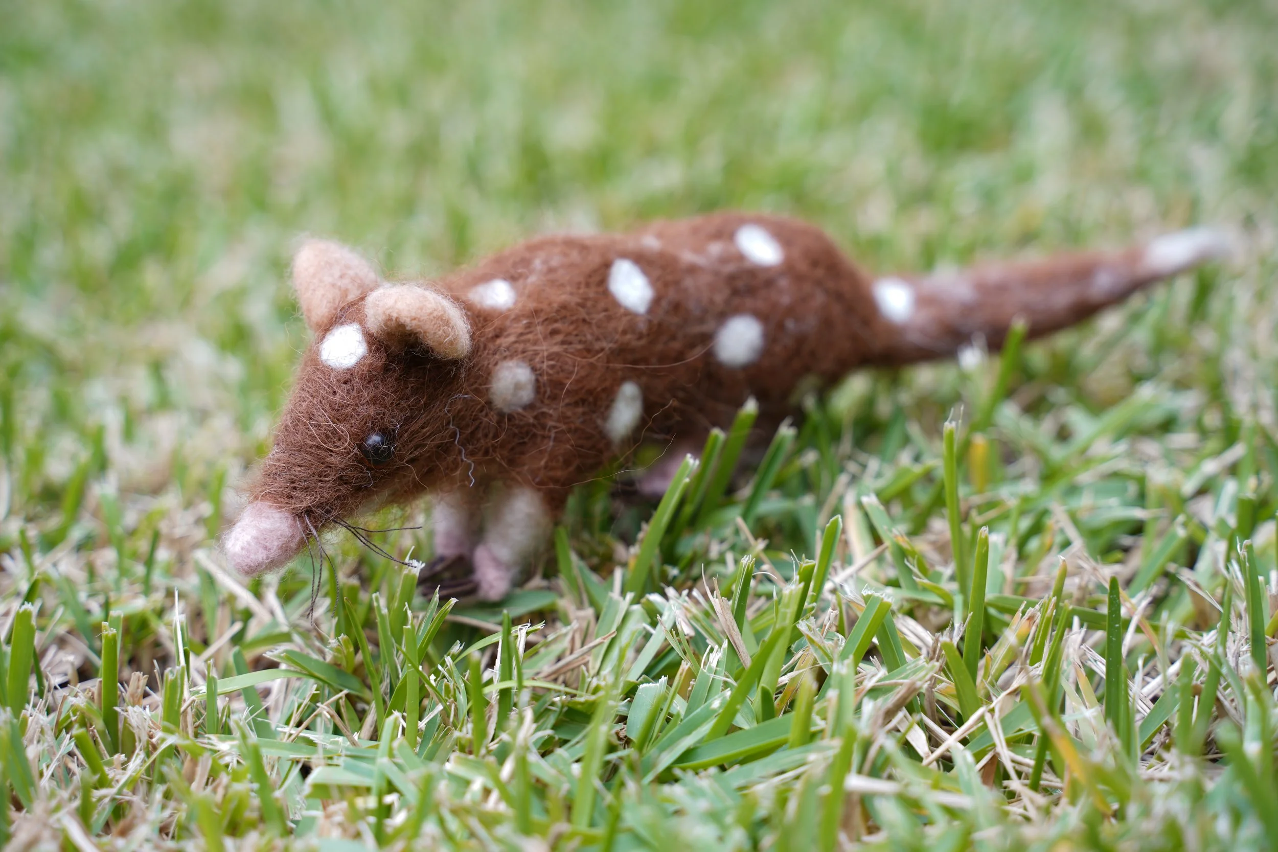 Spotted Quoll