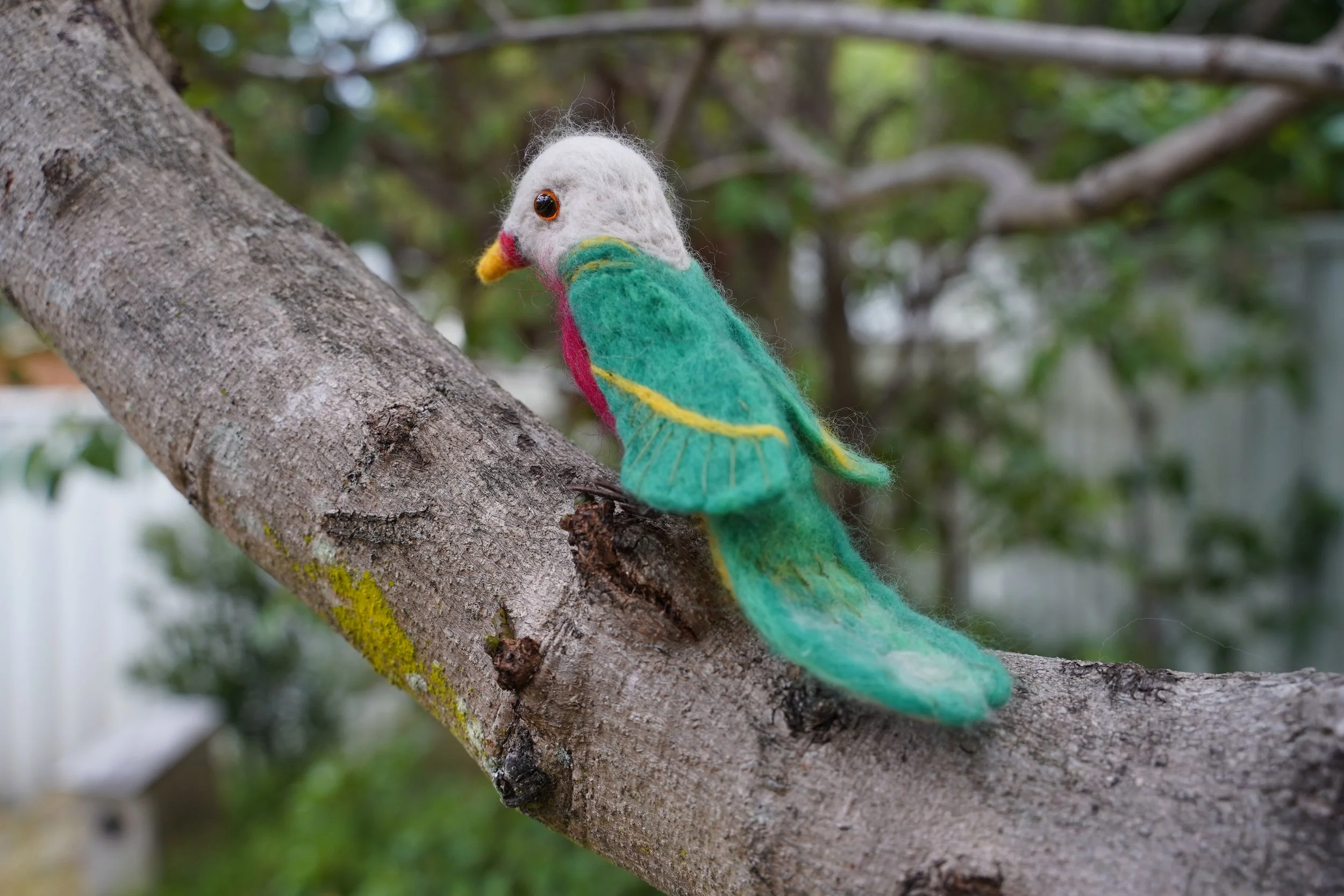 Wompoo Fruit Dove