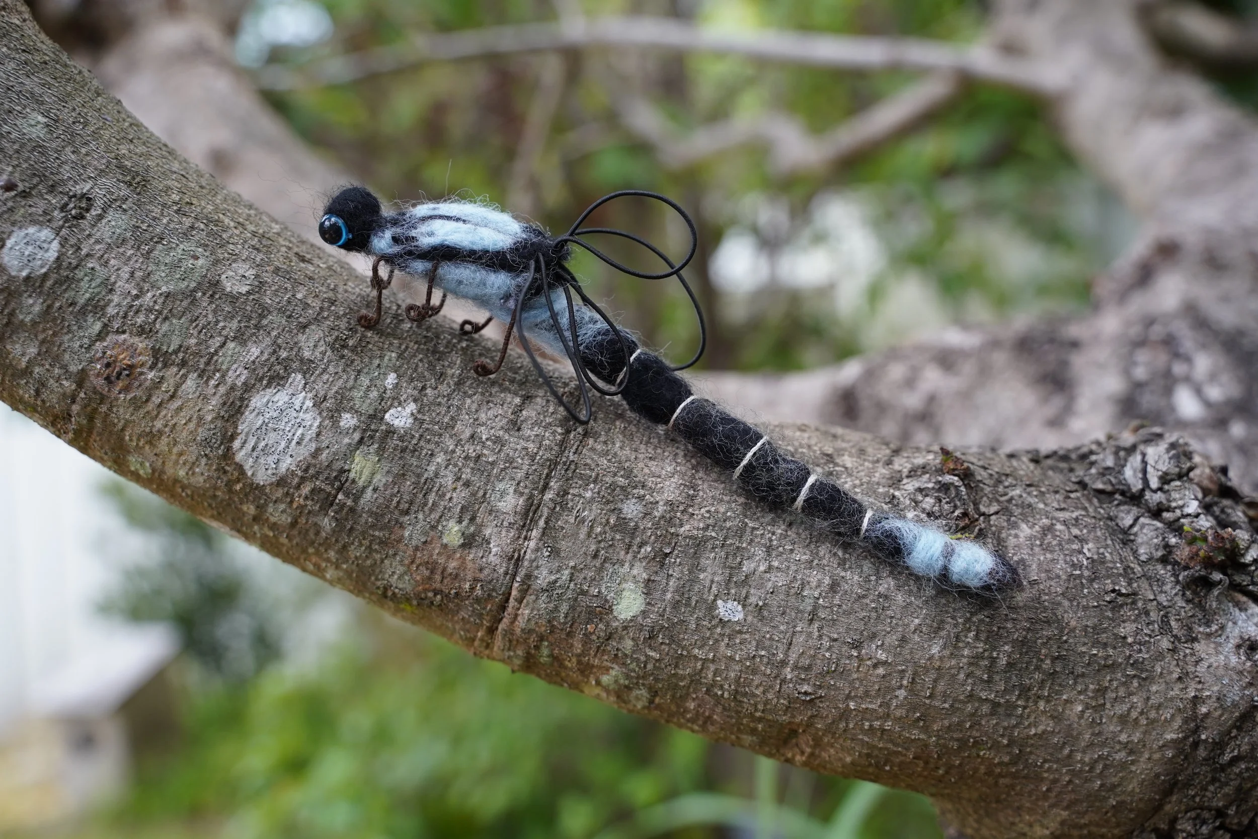 Blue-tailed Dragon Fly