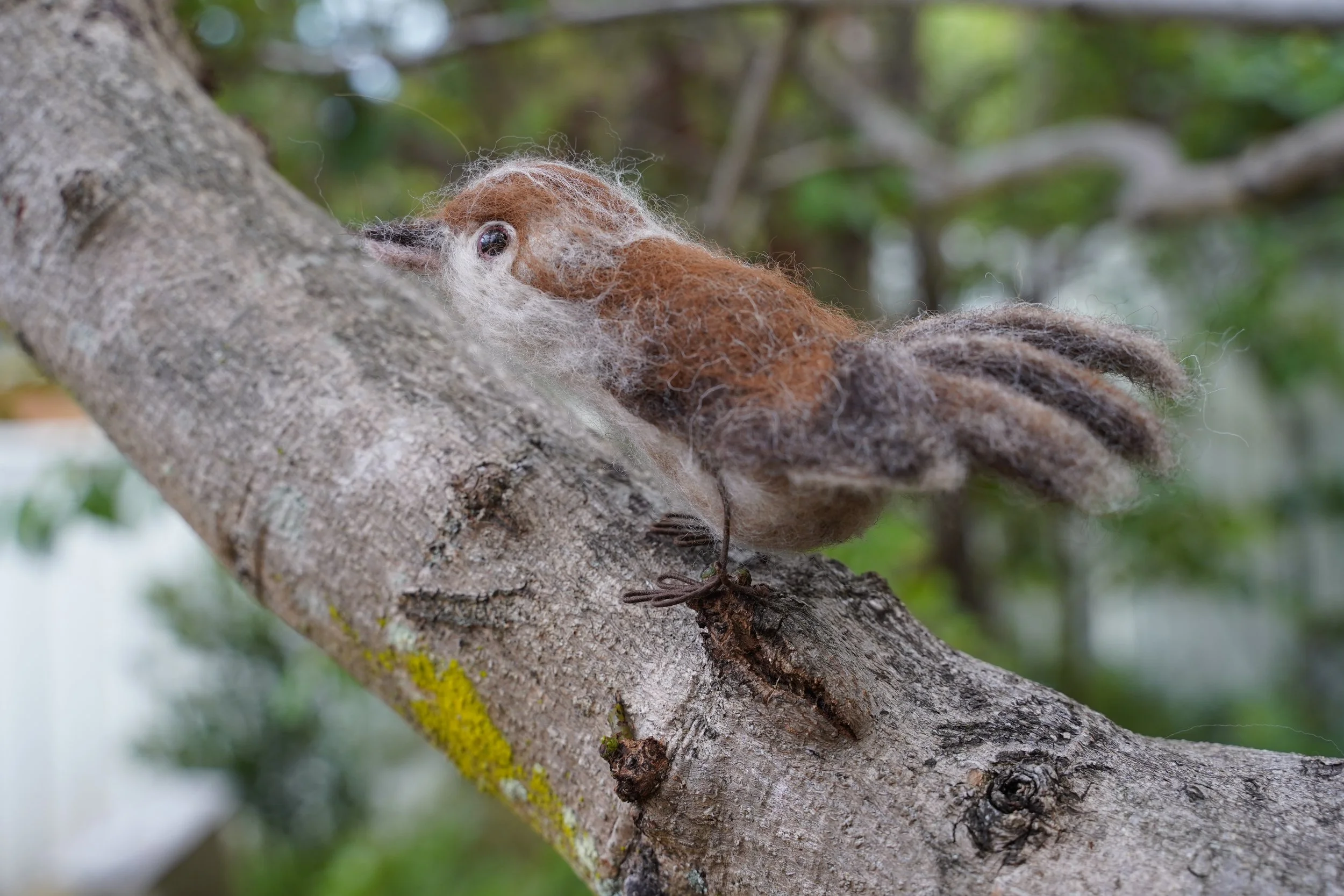 Bristle Bird