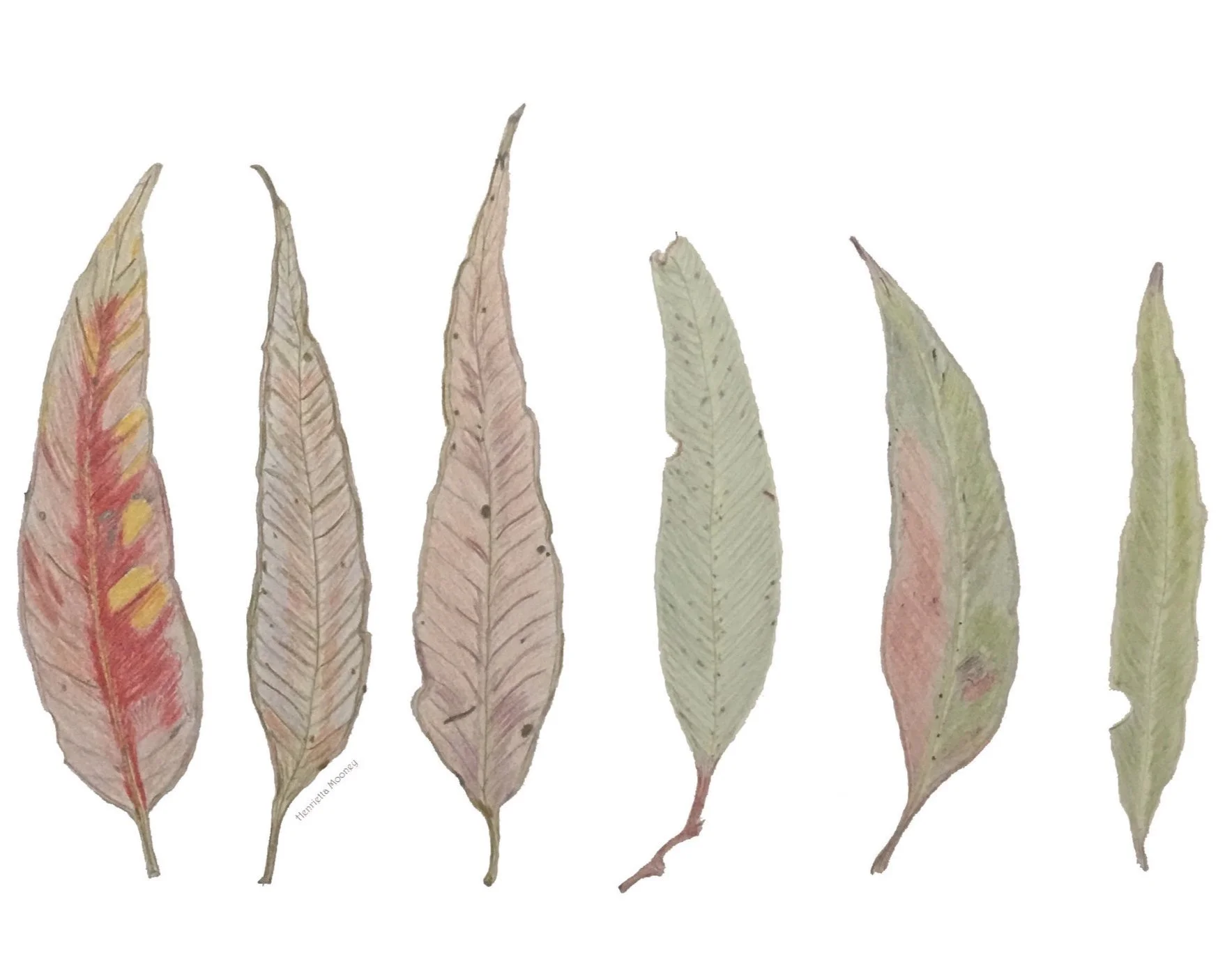 Autumn+leaves+-+no+background+-+with+signature+copy+-+Copy+copy.jpg