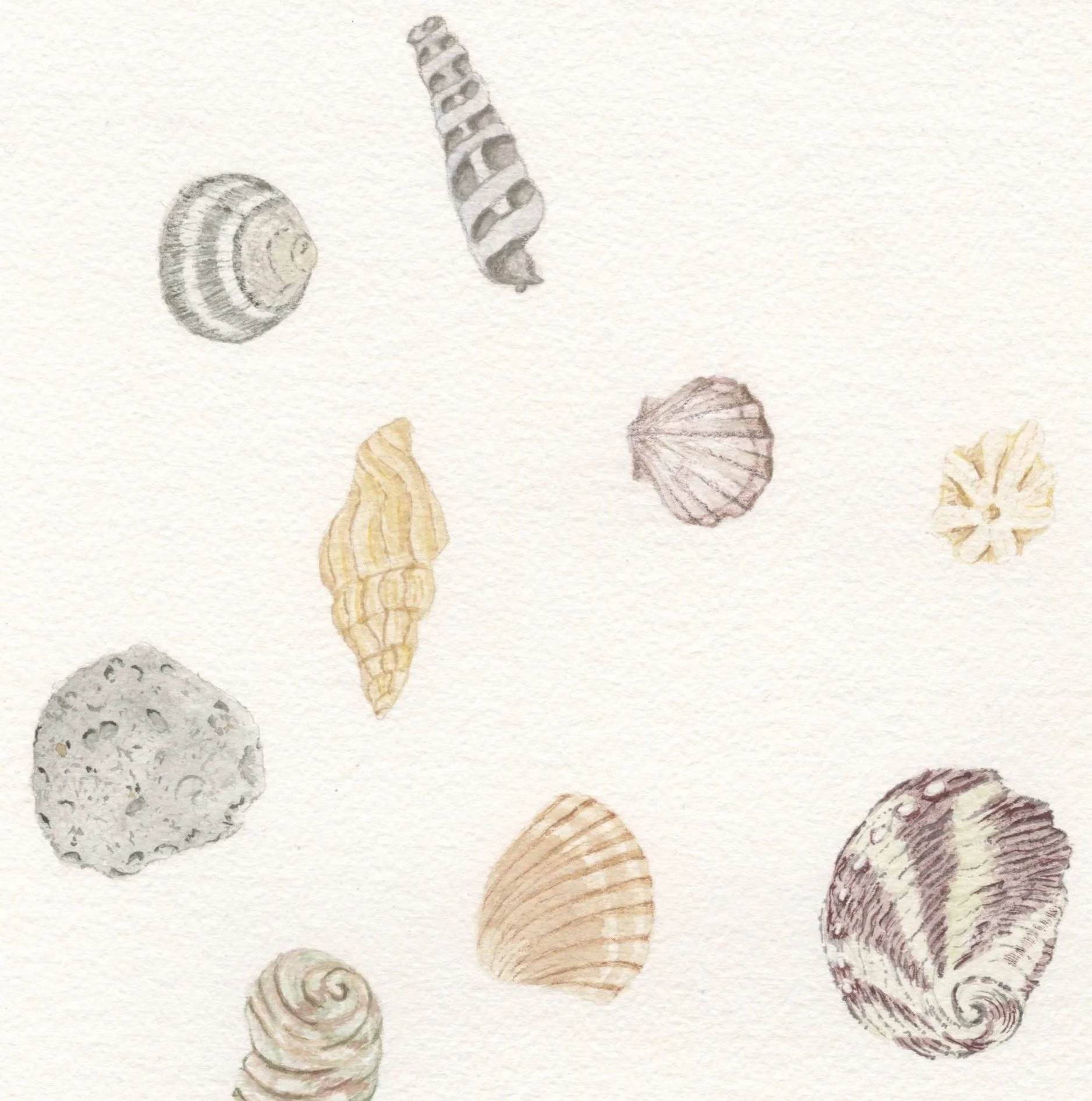 Sea%2BShells%2B-%2B5%2BLands.jpg