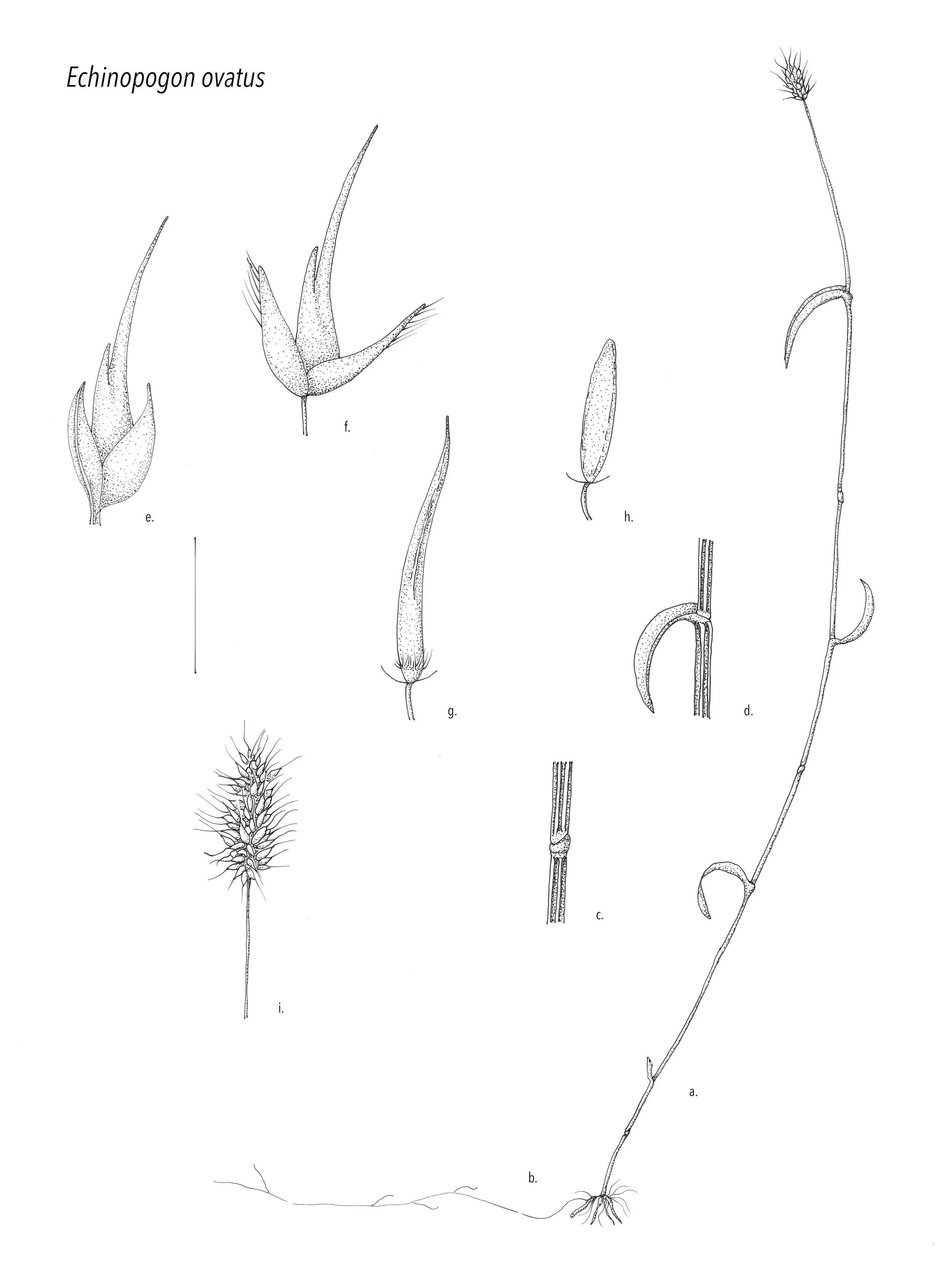 MOONEY+Echinopogon+ovatus+copy.jpg