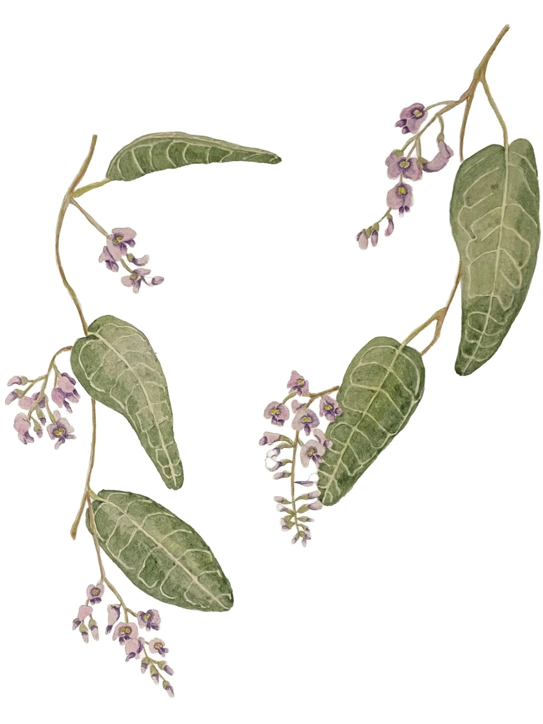 Artwork_Hardenbergia+violacea_watercolour.jpg
